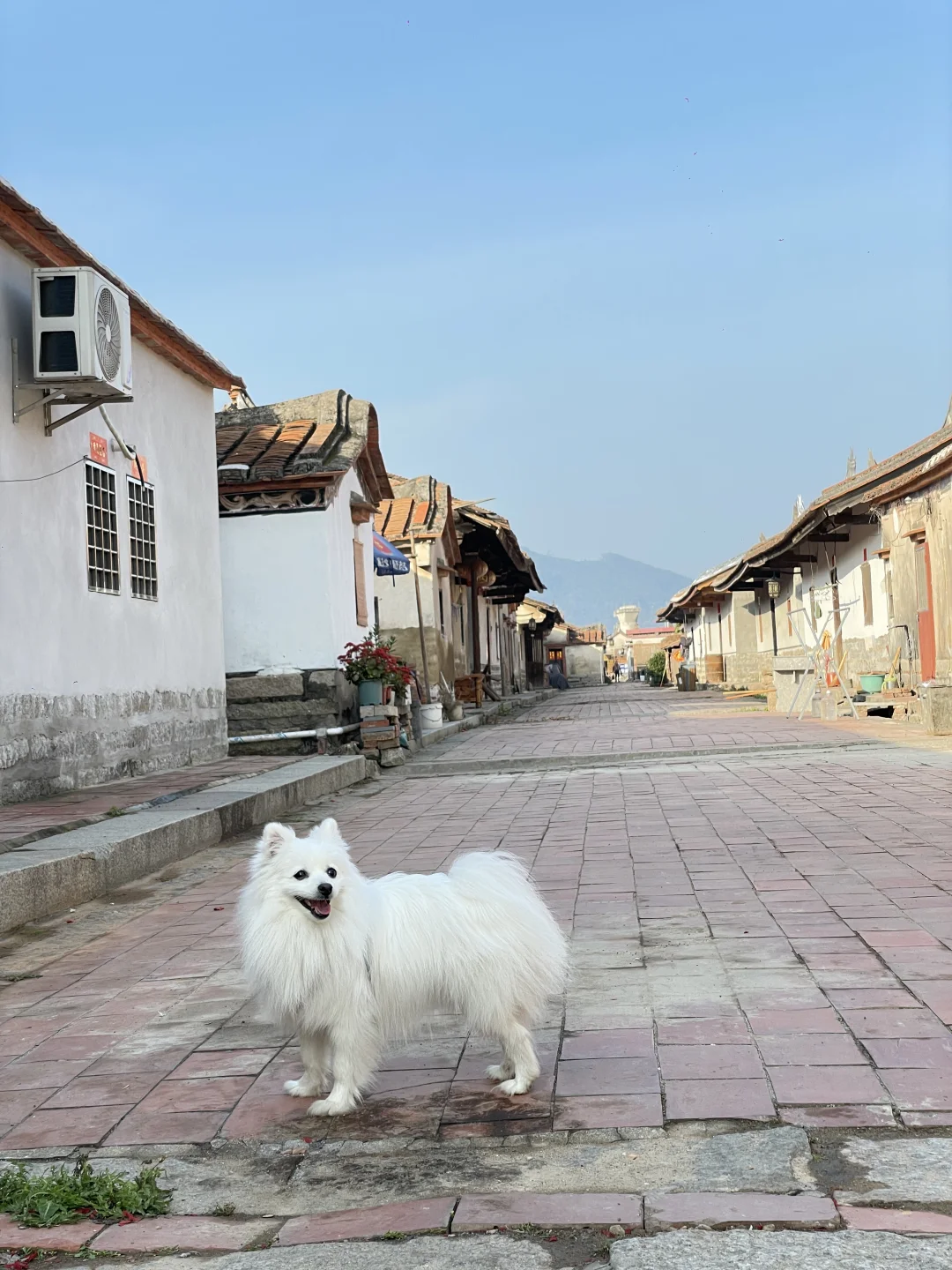 宠物友好景区 国保单位 毛孩子亲自踩点