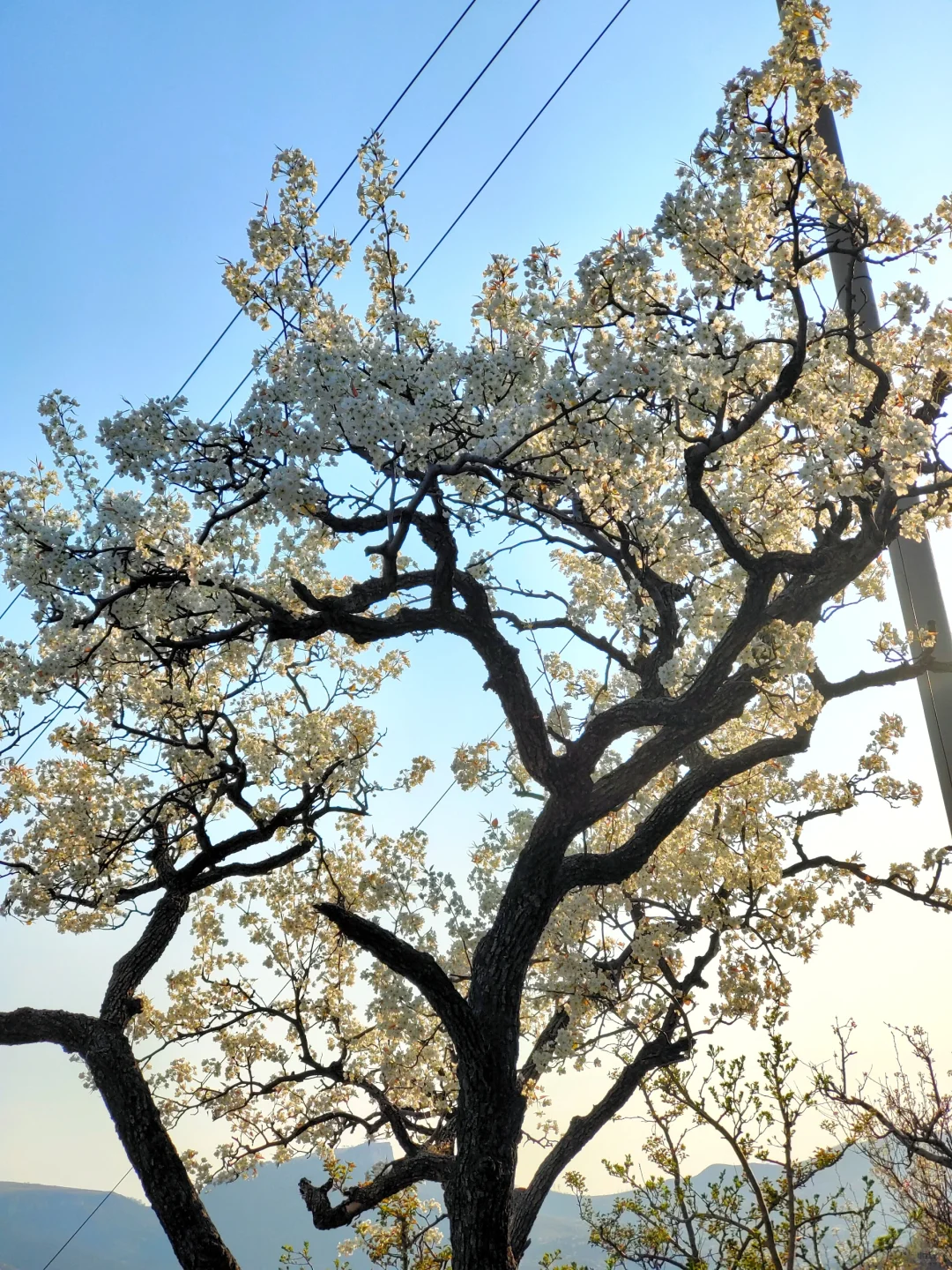 藏在沂蒙深山的世外桃源|九间棚景区