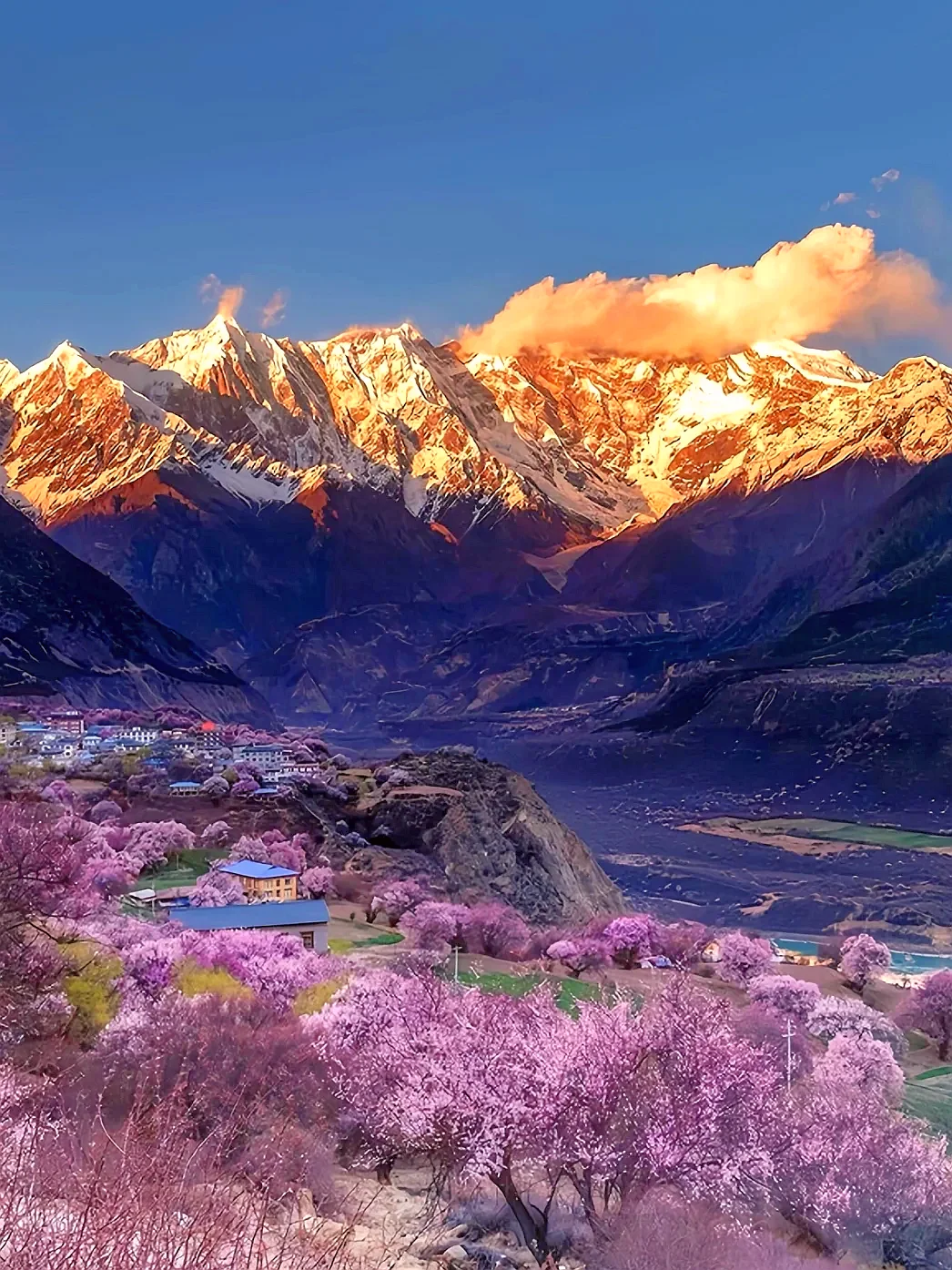 林芝的十里桃花🌸和日照金山，真的太震撼啦！