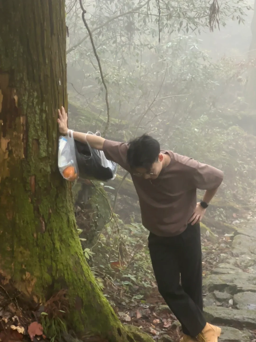 江浙沪版的大树王国 小众又震撼宝藏森林！