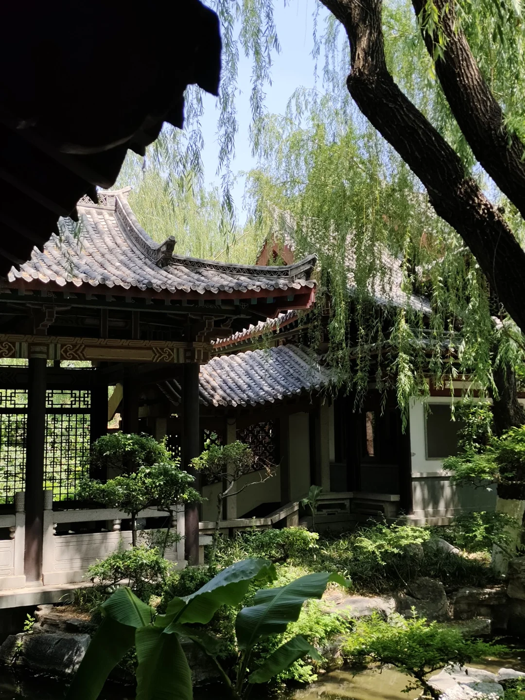 济南柳绿春，来了就不想走