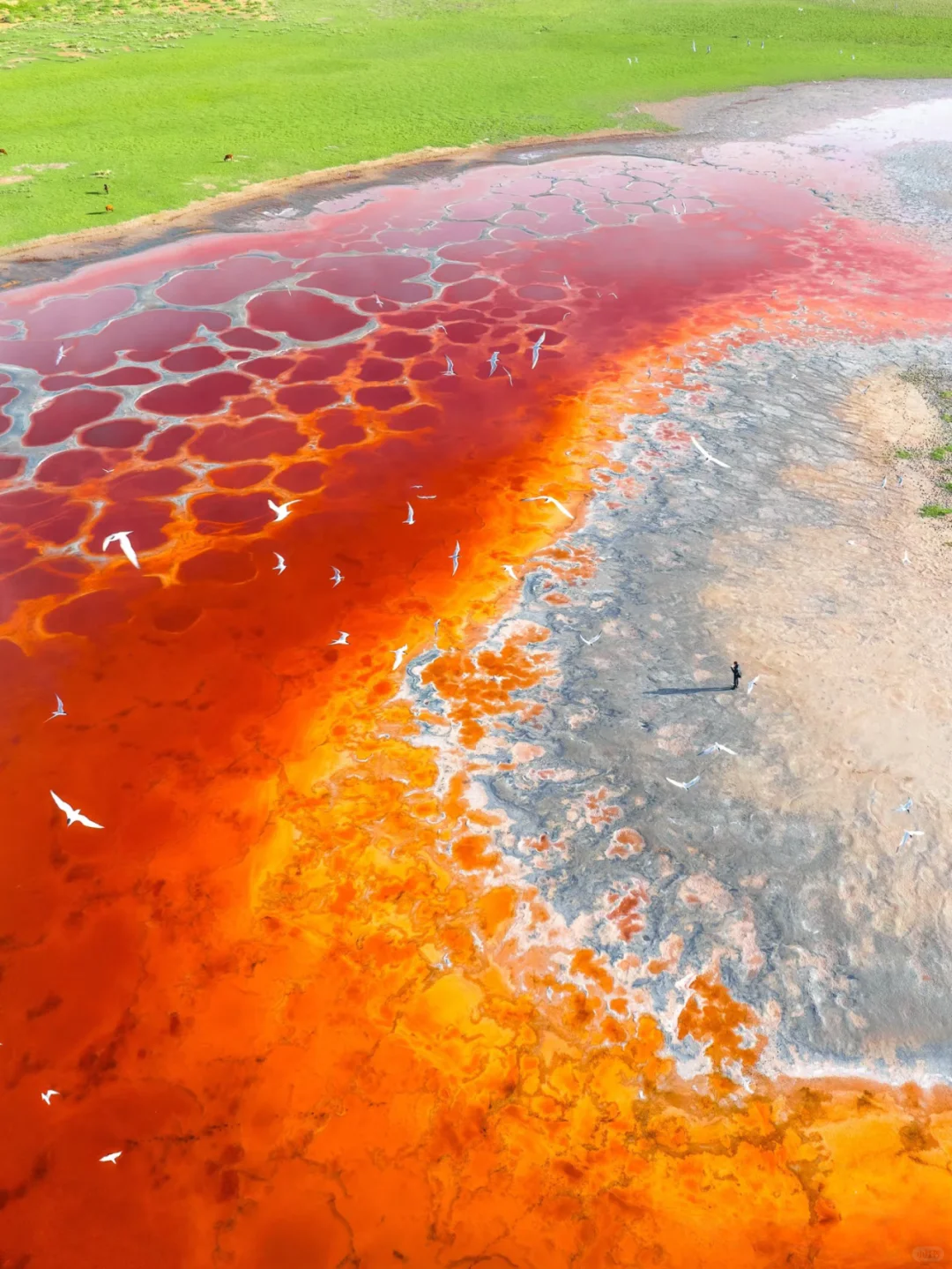 4-6月来宁夏的保姆级攻略!需要的姐妹码住