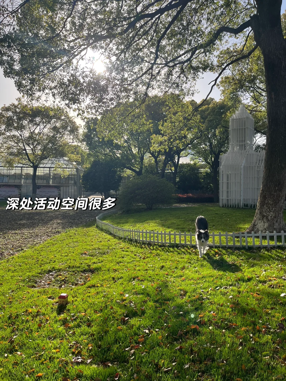 速速解锁👉上海小狗的【真·莫奈花园】来了！