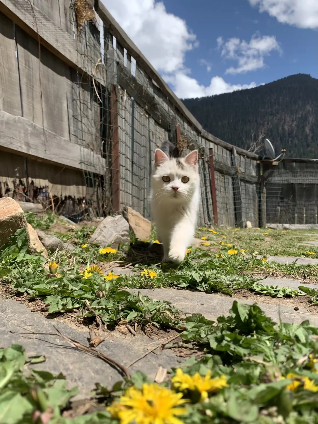 林芝牧场咖啡屋招募义工（已满）