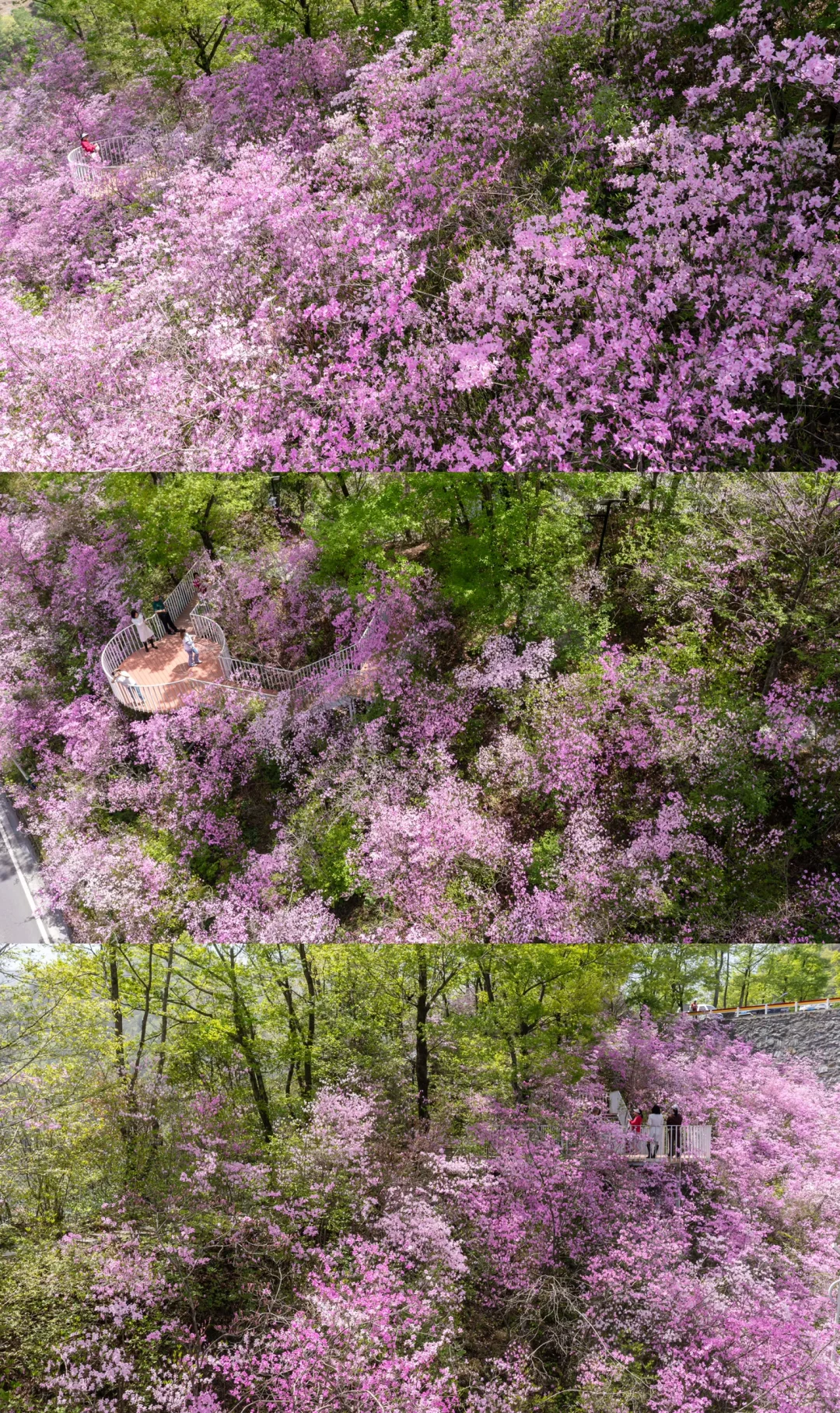 🌸 藏在陕南的绝美花海！牛郎山杜鹃花开成海