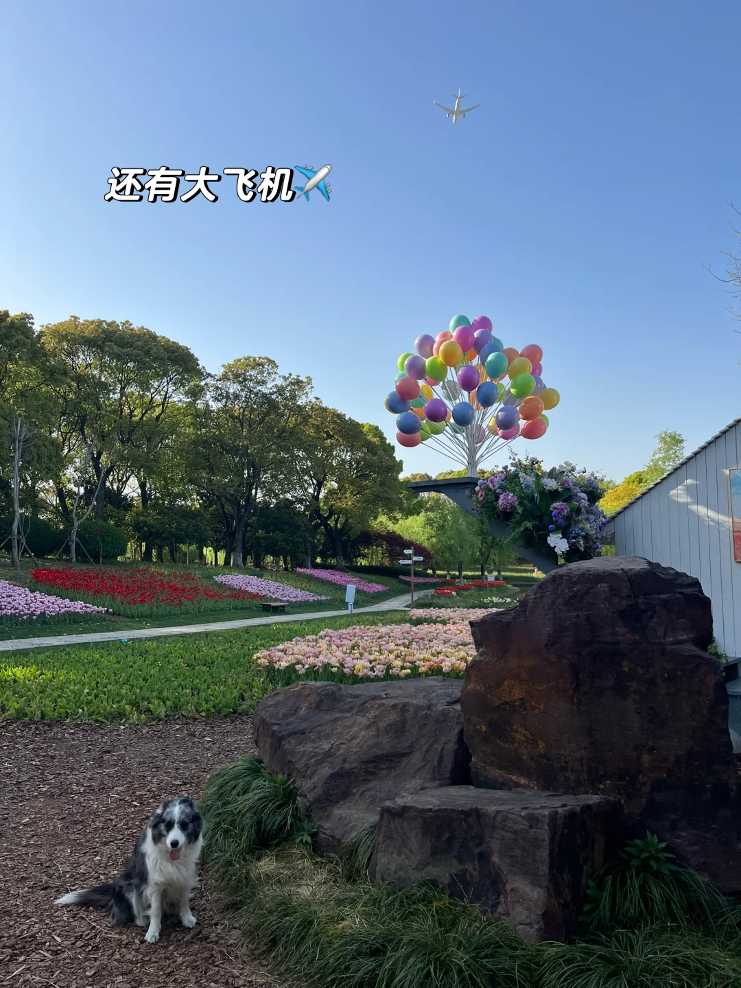 速速解锁👉上海小狗的【真·莫奈花园】来了！