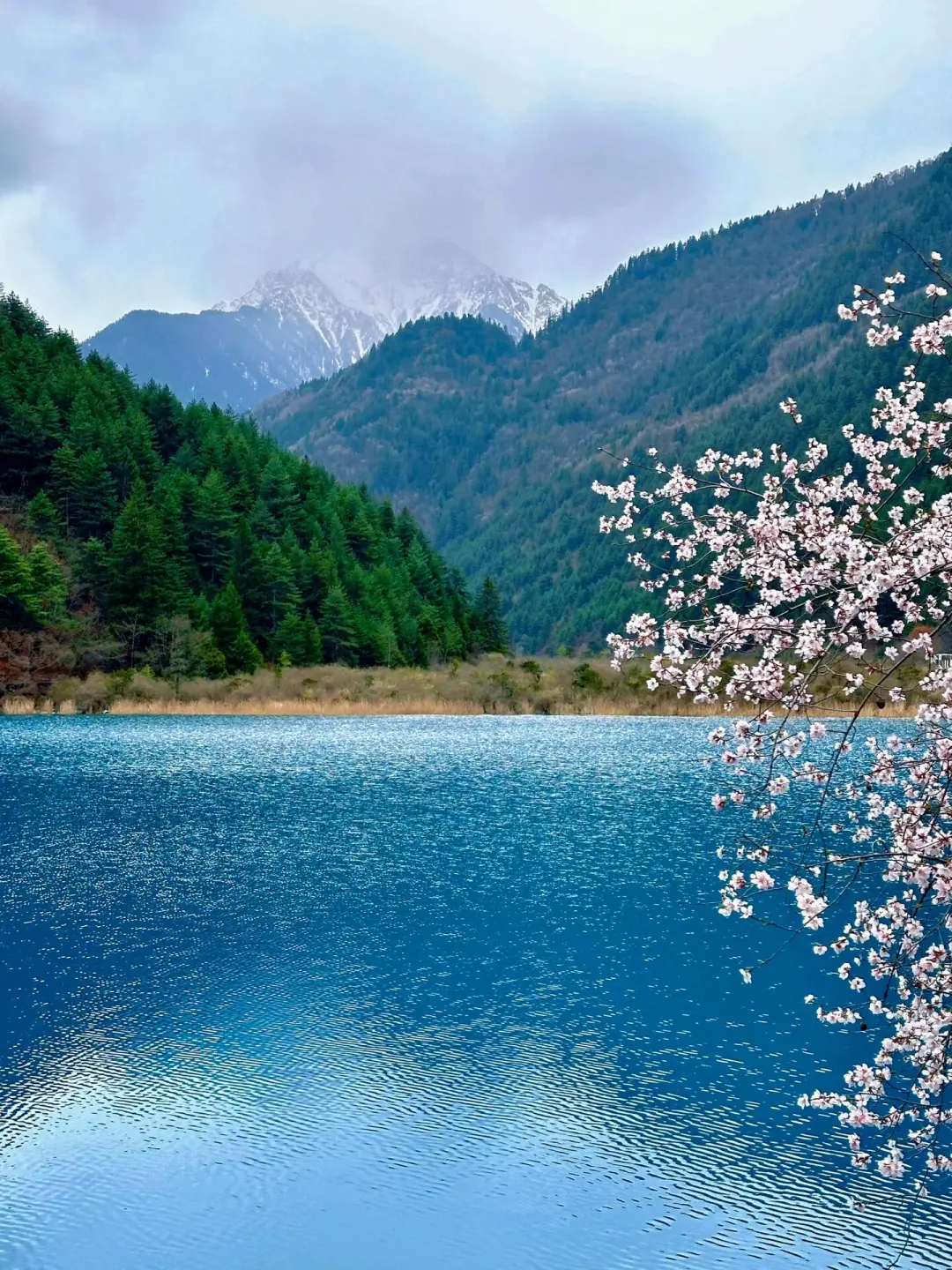 4.16📍九寨沟带娃已回，我来说点大实话！！