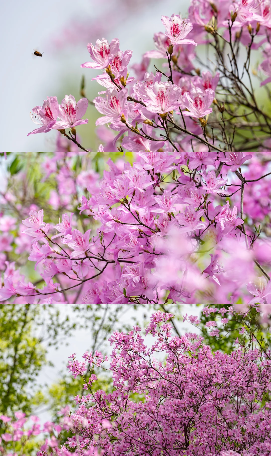 🌸 藏在陕南的绝美花海！牛郎山杜鹃花开成海