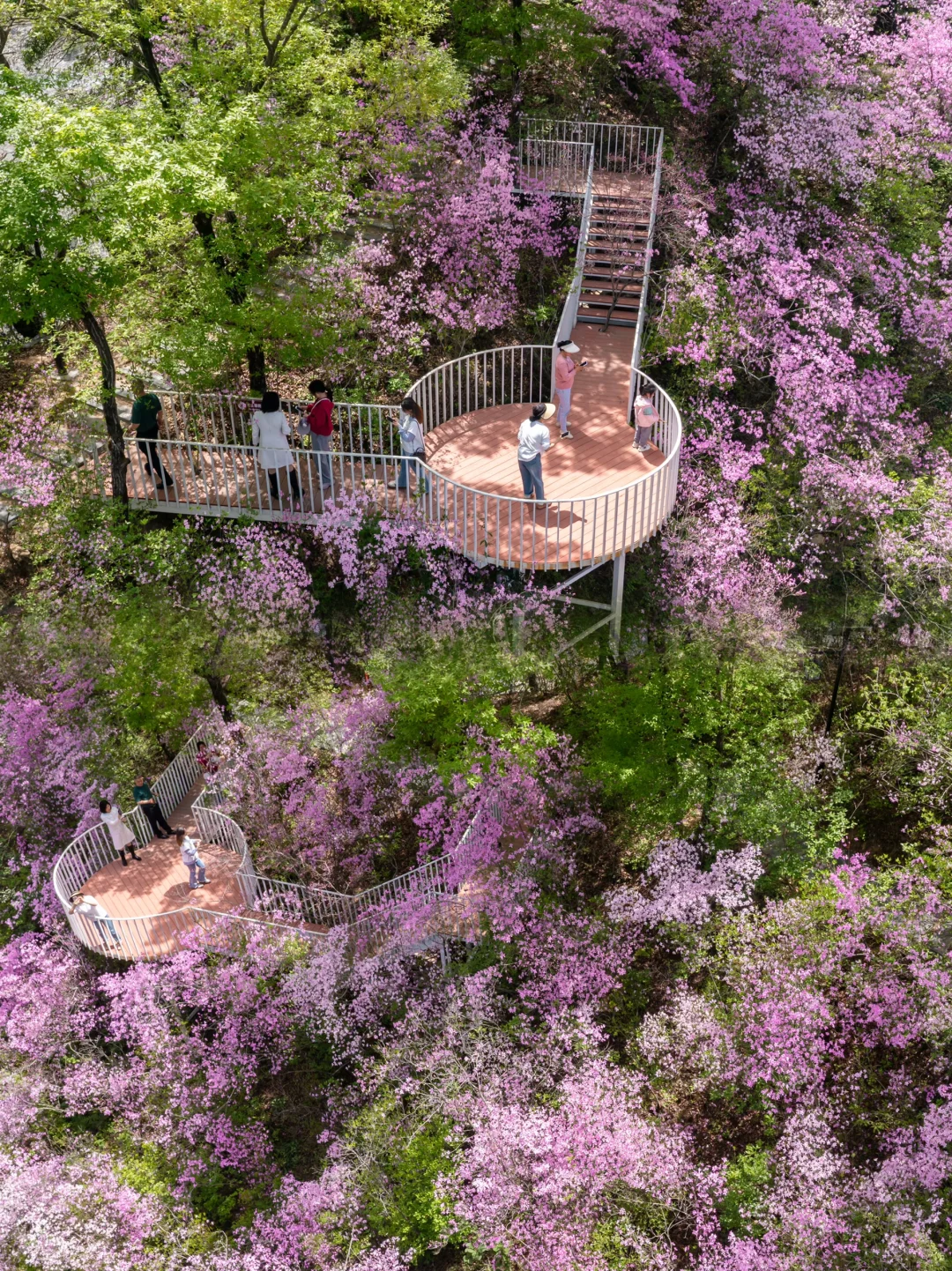 🌸 藏在陕南的绝美花海！牛郎山杜鹃花开成海