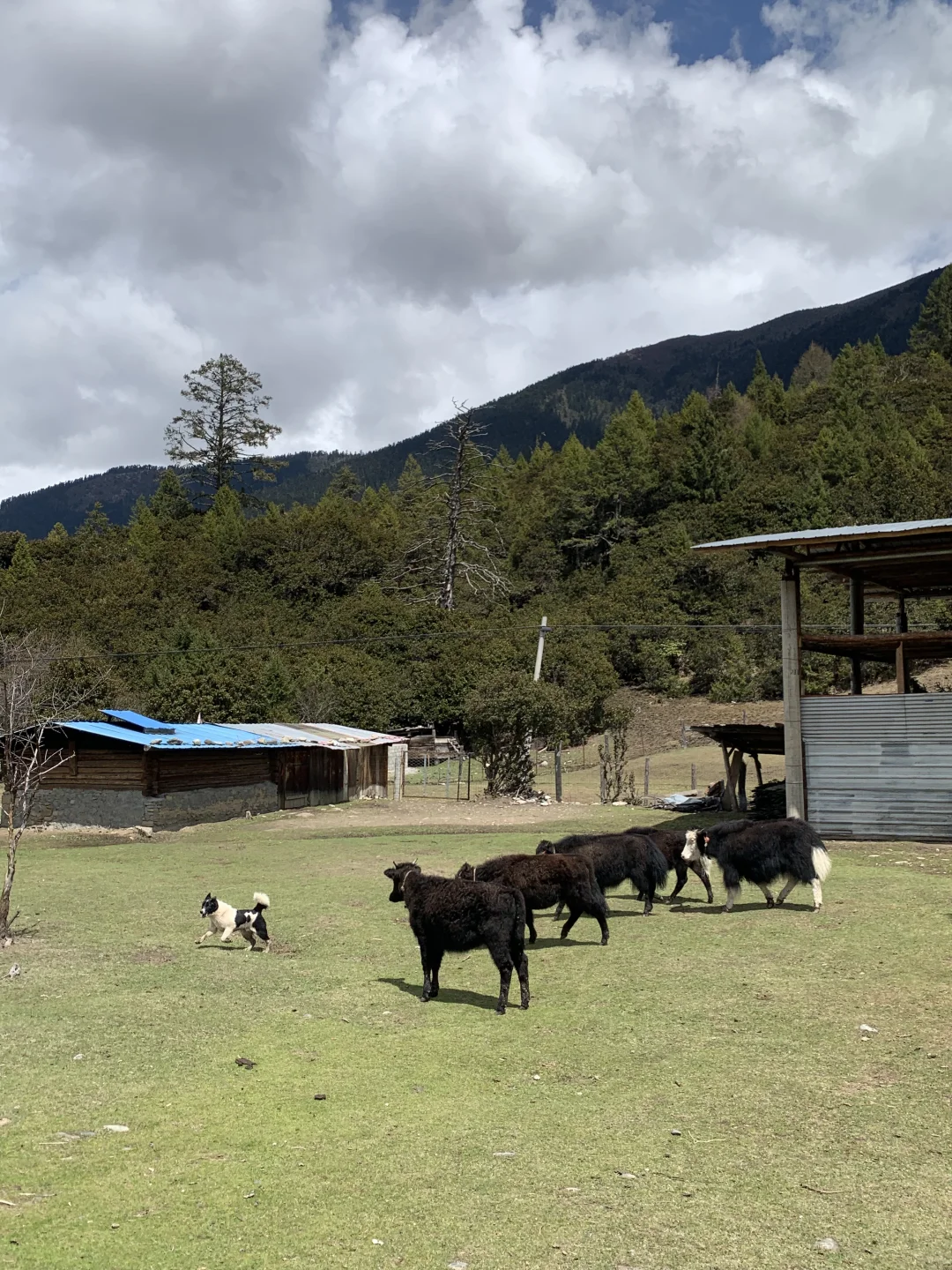 林芝牧场咖啡屋招募义工（已满）