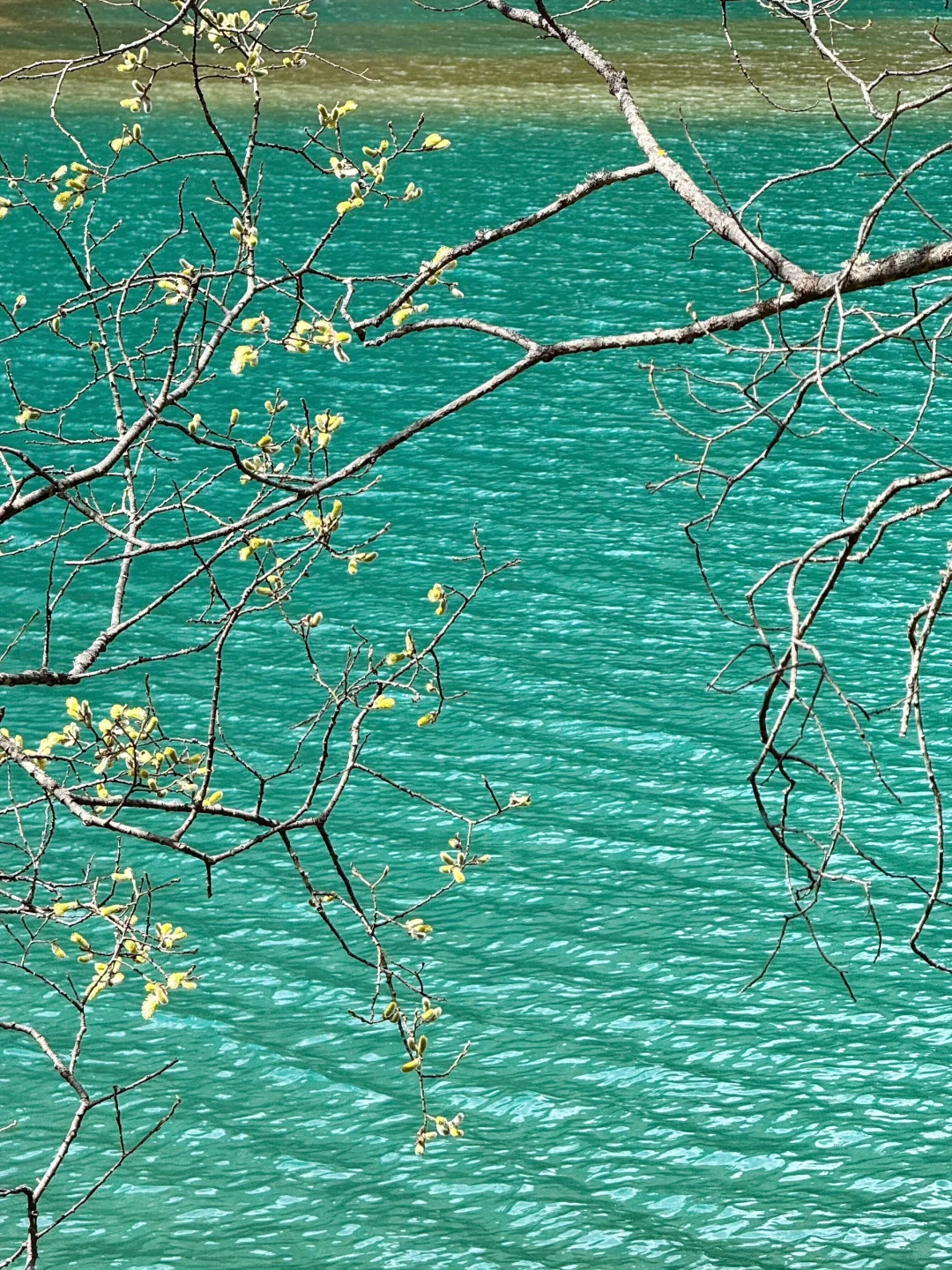 4.16📍九寨沟崩溃现状🤯别被xhs“误导”了