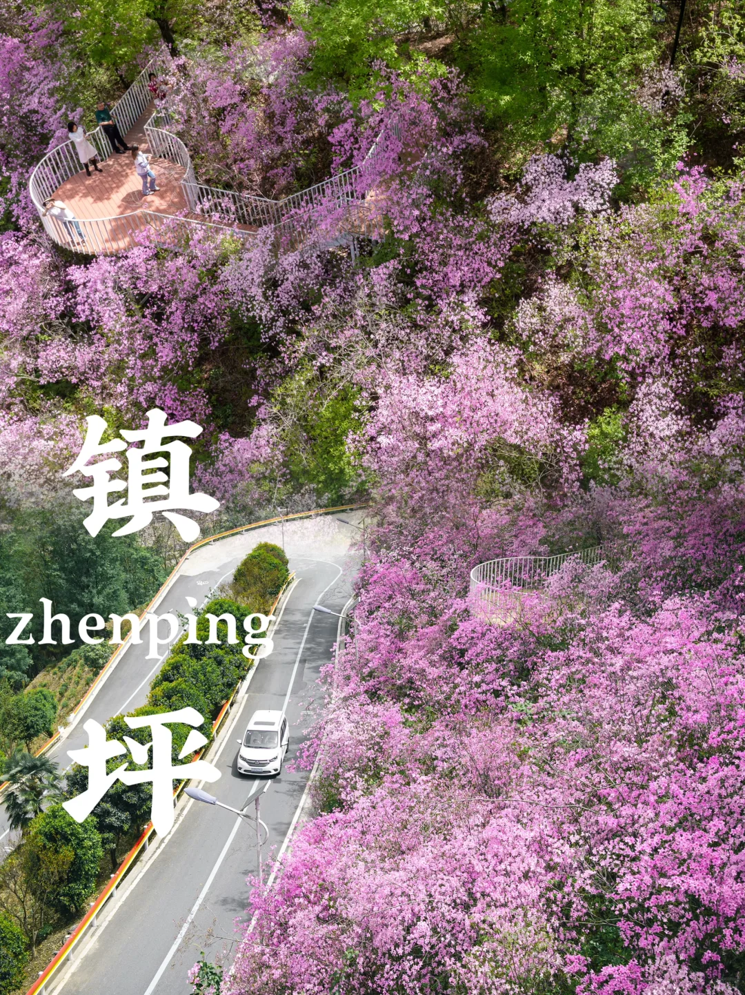 🌸 藏在陕南的绝美花海！牛郎山杜鹃花开成海