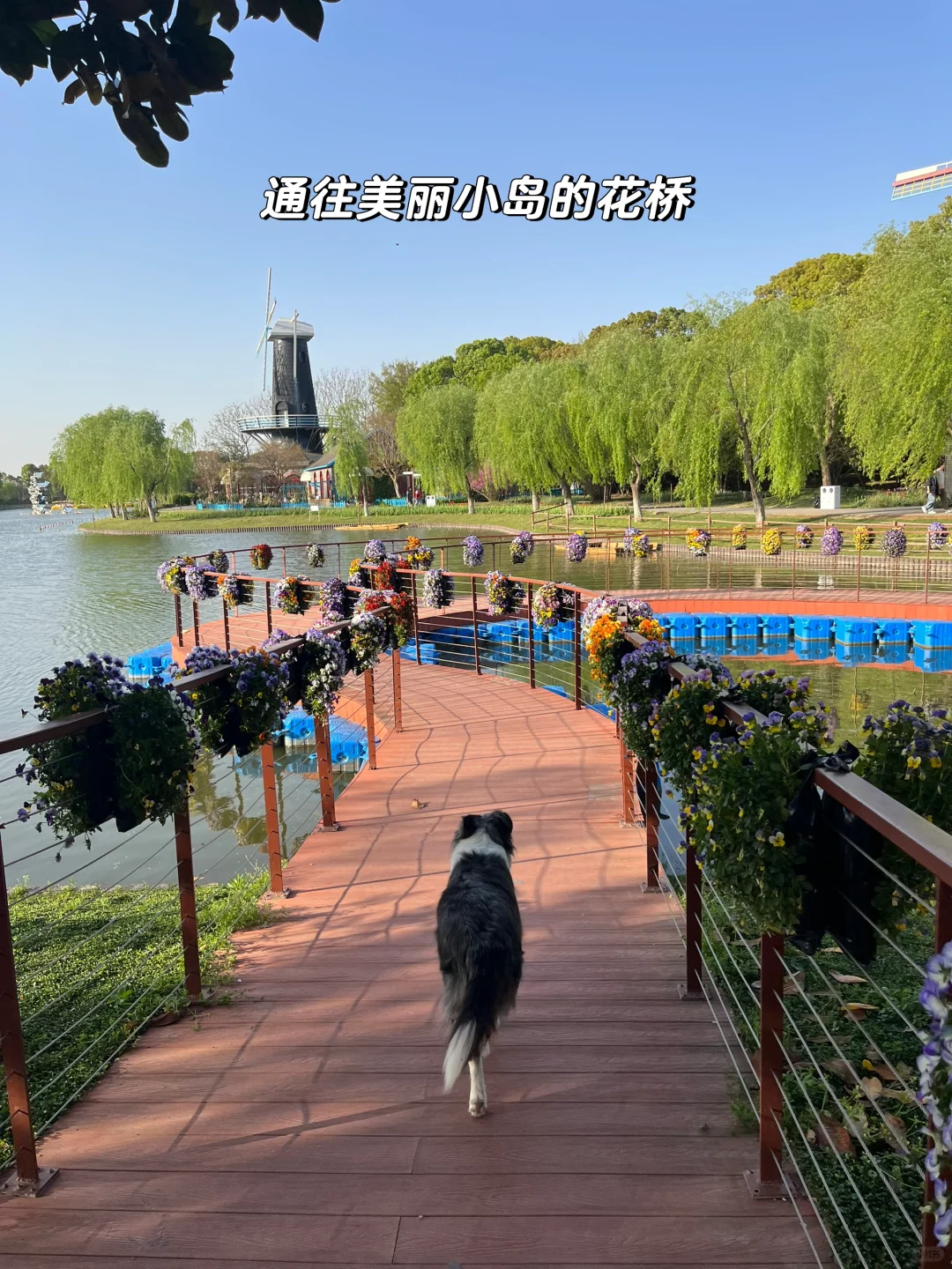 速速解锁👉上海小狗的【真·莫奈花园】来了！