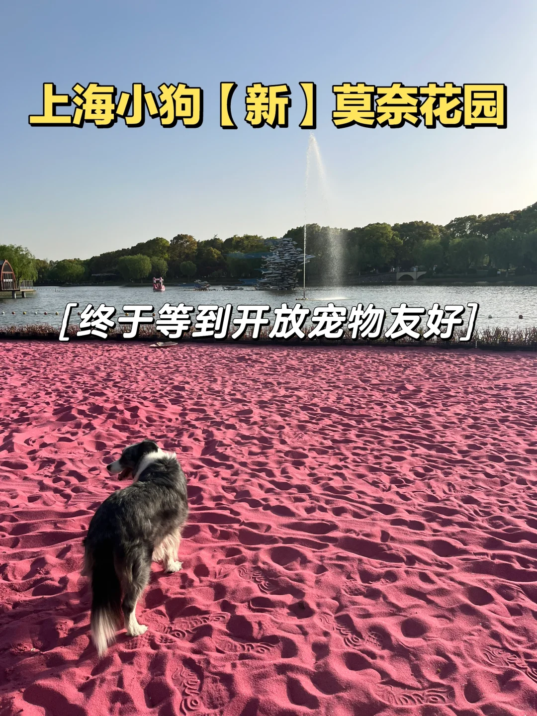 速速解锁👉上海小狗的【真·莫奈花园】来了！