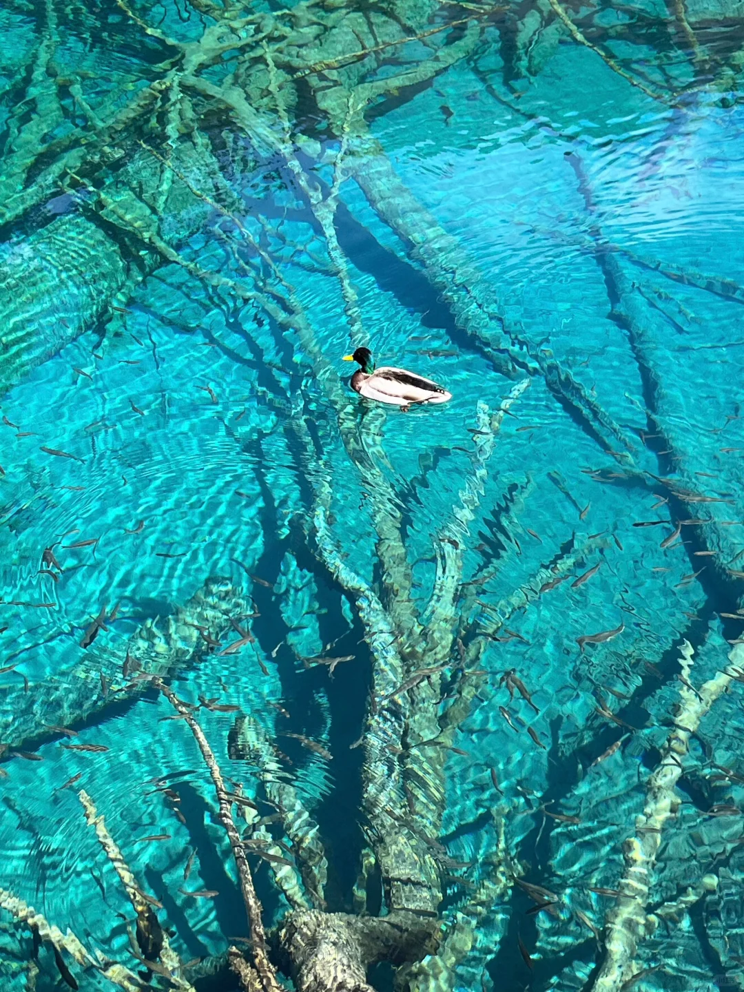 4.16📍九寨沟崩溃现状🤯别被xhs“误导”了