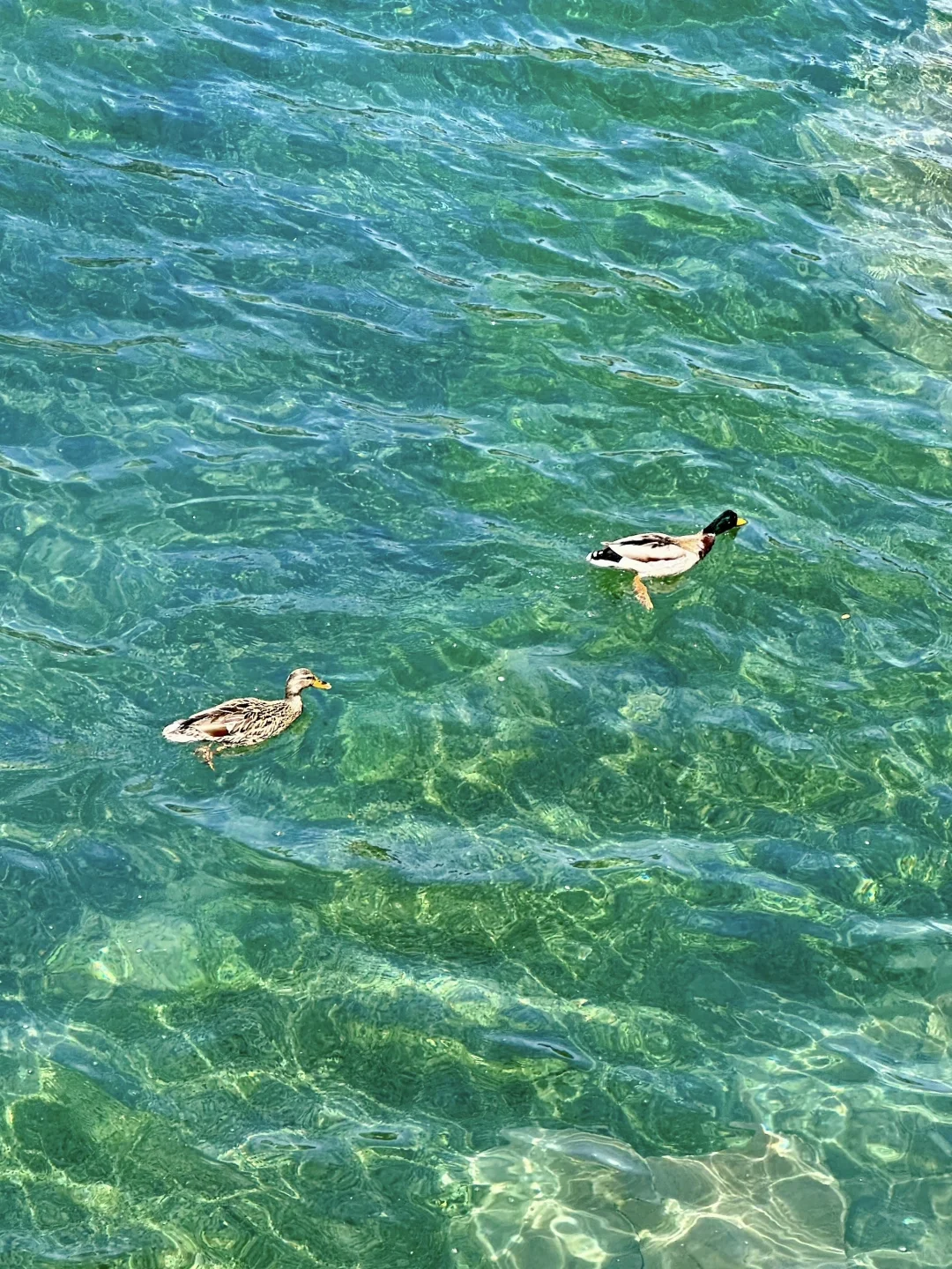 4.16📍九寨沟崩溃现状🤯别被xhs“误导”了