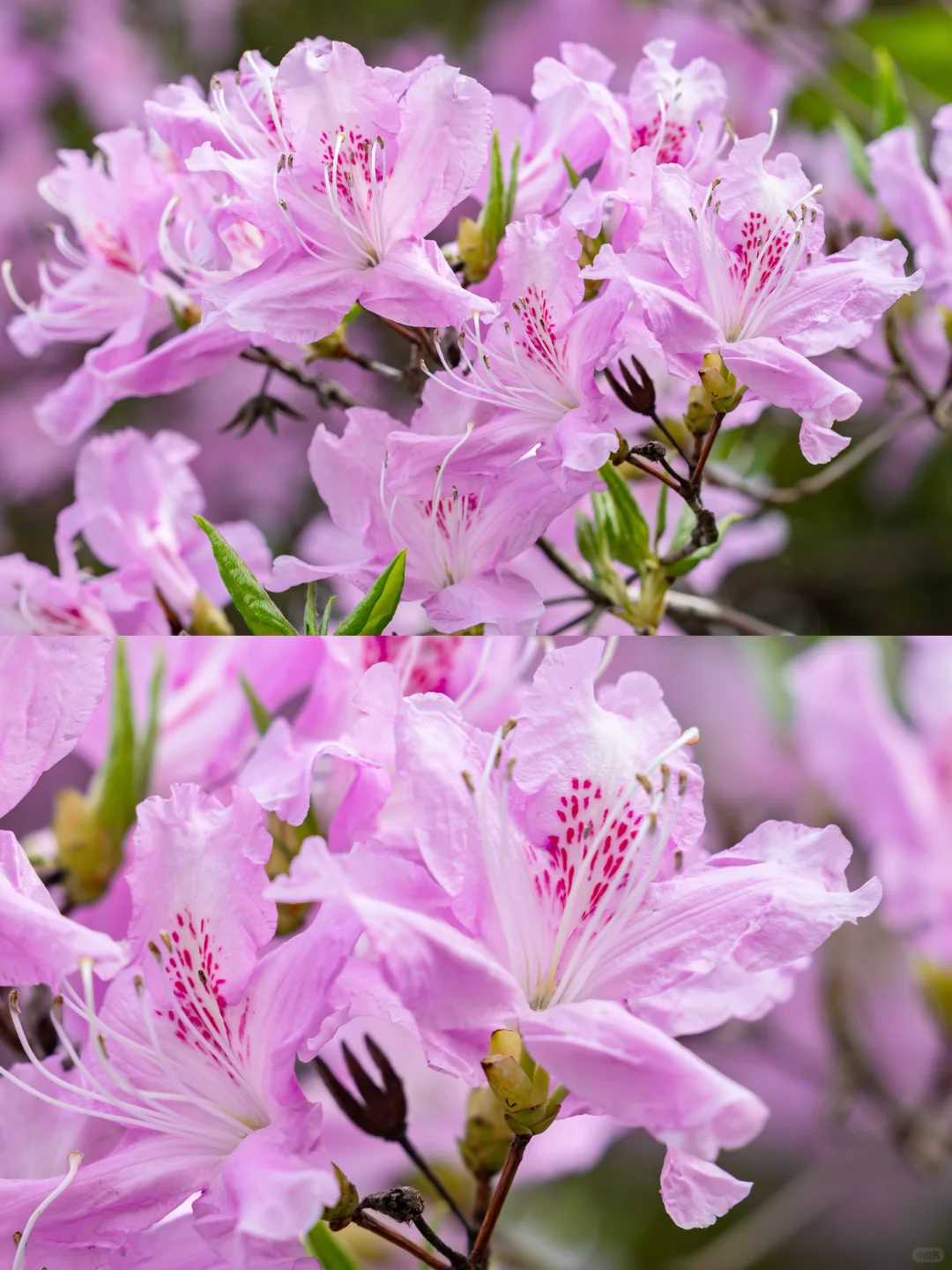 🌸 藏在陕南的绝美花海！牛郎山杜鹃花开成海