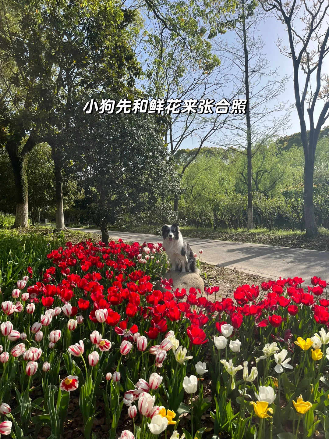 速速解锁👉上海小狗的【真·莫奈花园】来了！
