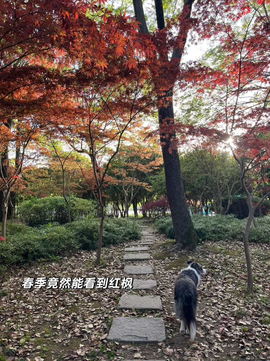 速速解锁👉上海小狗的【真·莫奈花园】来了！