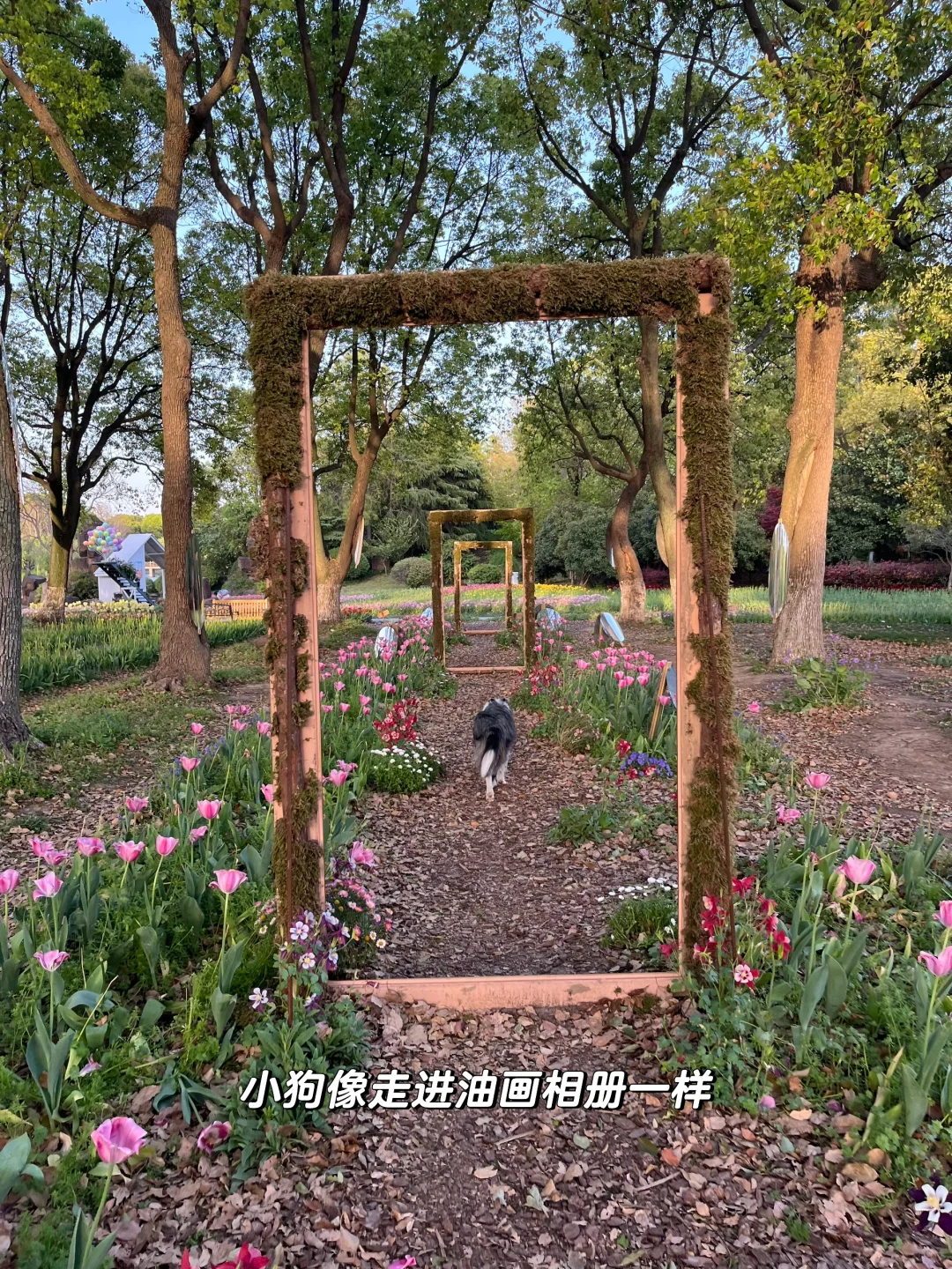 速速解锁👉上海小狗的【真·莫奈花园】来了！
