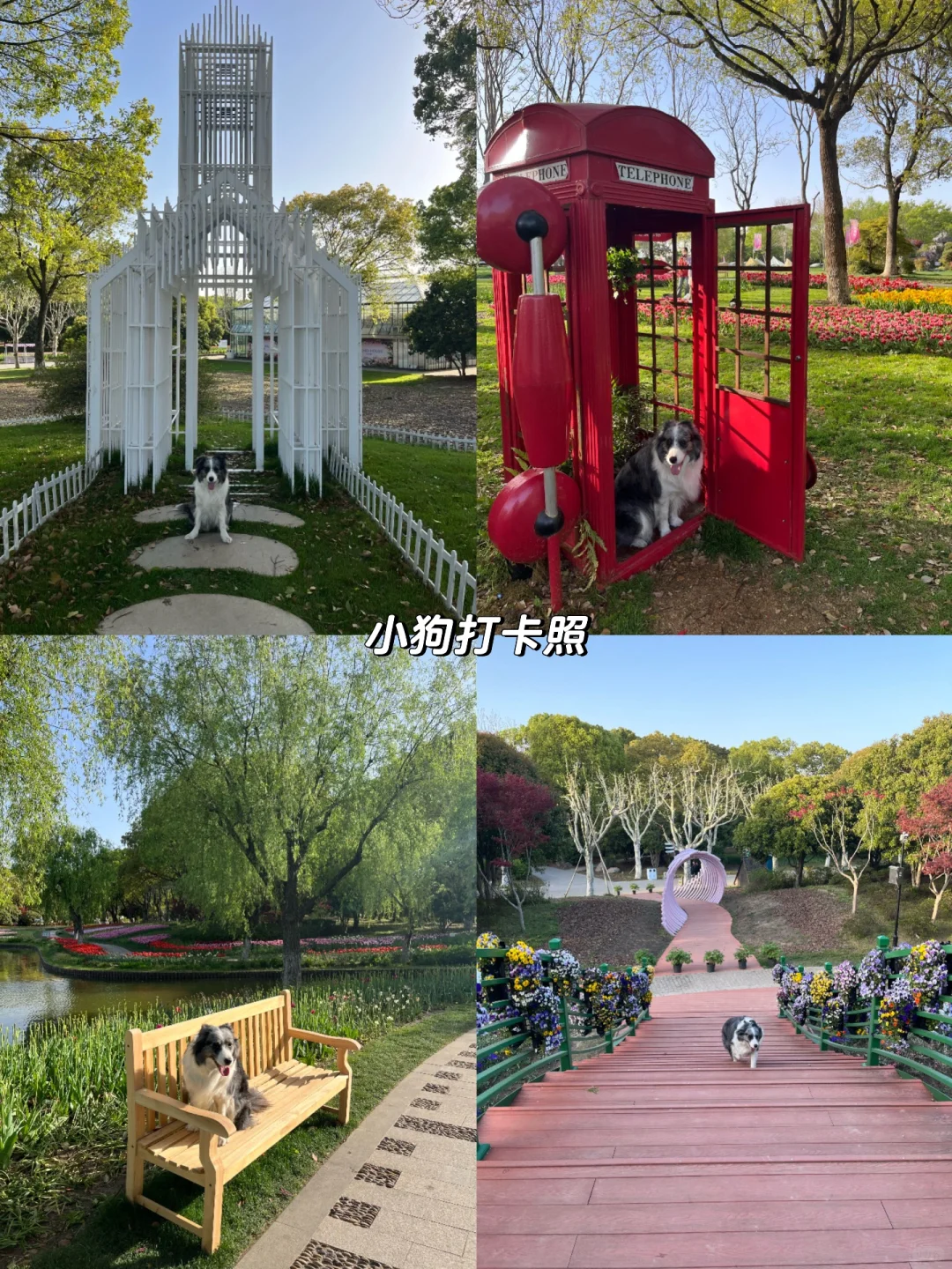 速速解锁👉上海小狗的【真·莫奈花园】来了！
