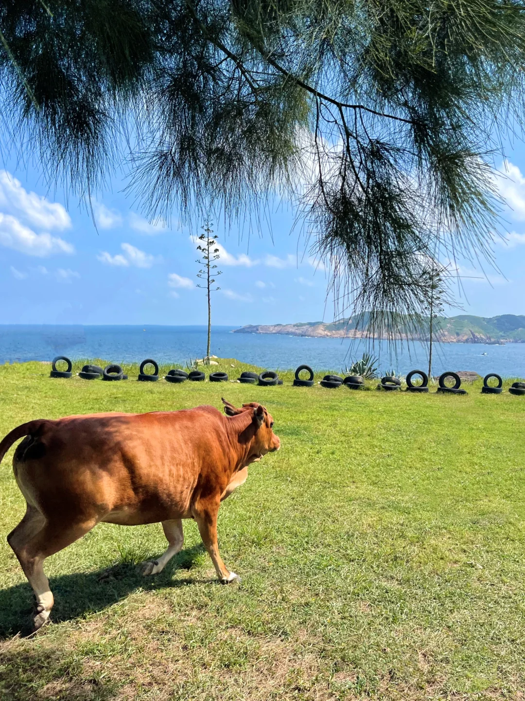 我宣布，这是国内最美的悬崖海岛！！