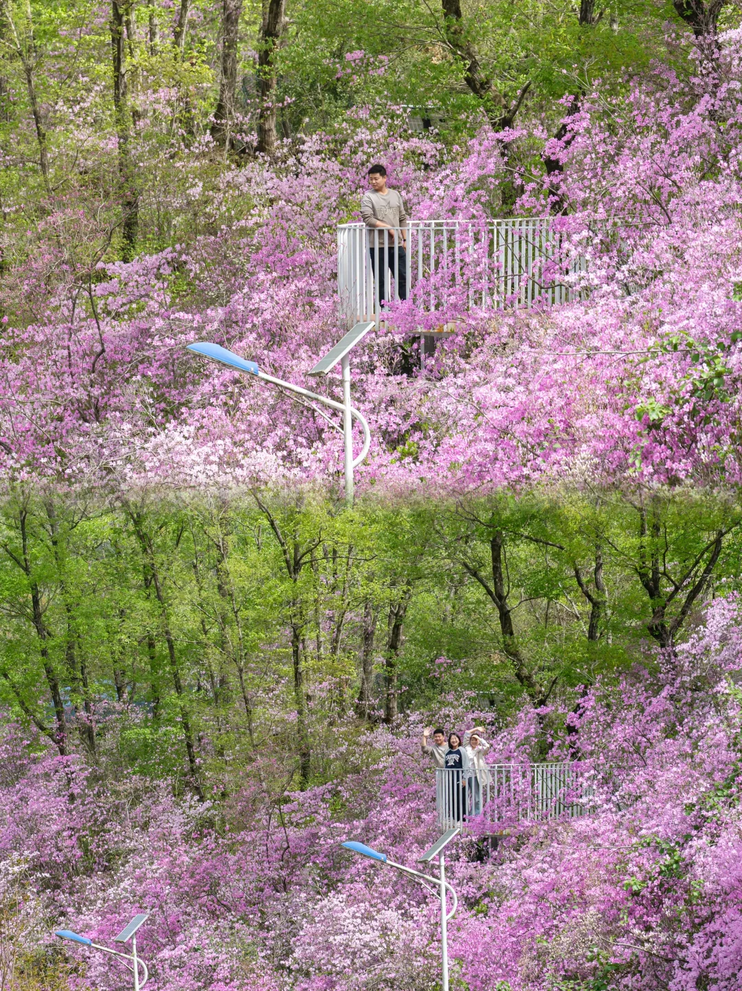 🌸 藏在陕南的绝美花海！牛郎山杜鹃花开成海