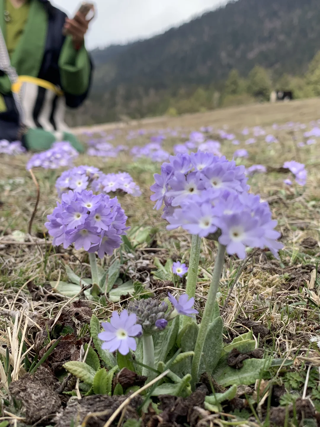 林芝牧场咖啡屋招募义工（已满）