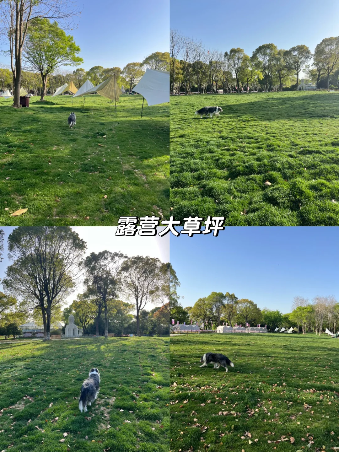 速速解锁👉上海小狗的【真·莫奈花园】来了！