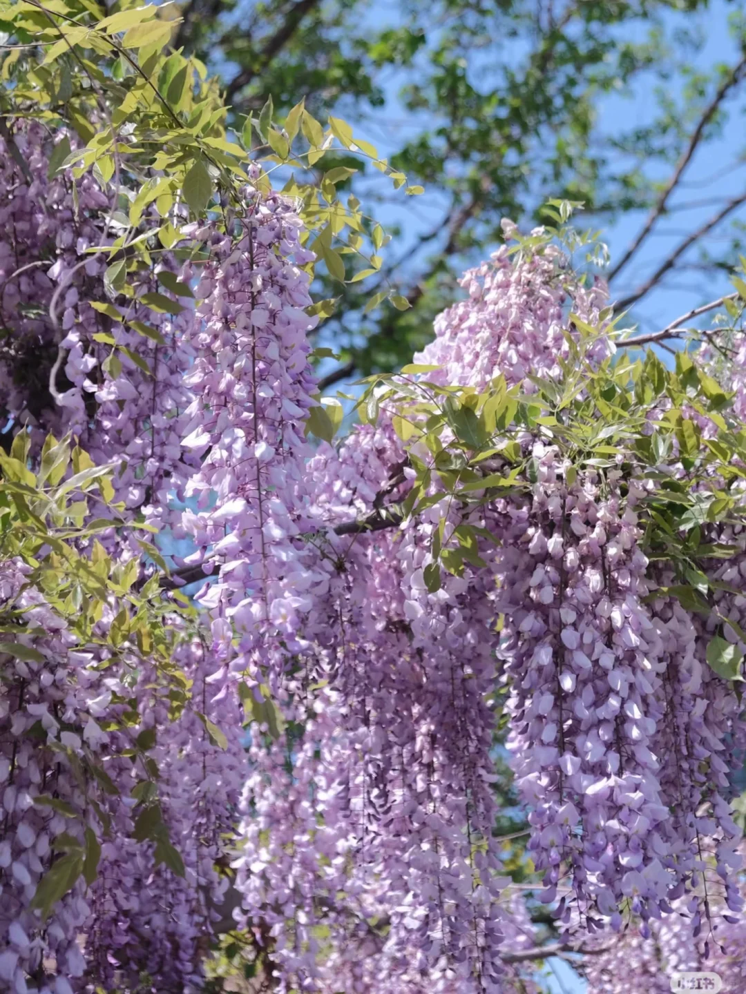 被烟台的紫色瀑布美到失语!本地人私藏