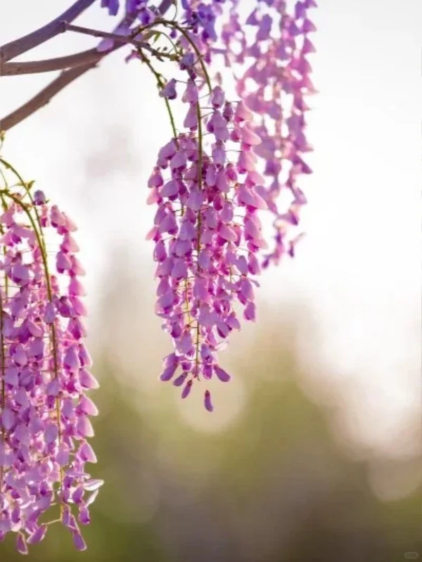 被烟台的紫色瀑布美到失语!本地人私藏