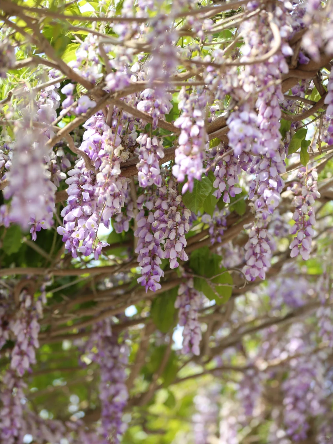 被烟台的紫色瀑布美到失语!本地人私藏