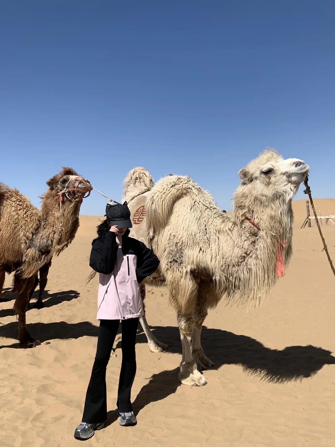 内蒙古4天3晚旅游攻略✈️草原🌿沙漠🐫火山🌋