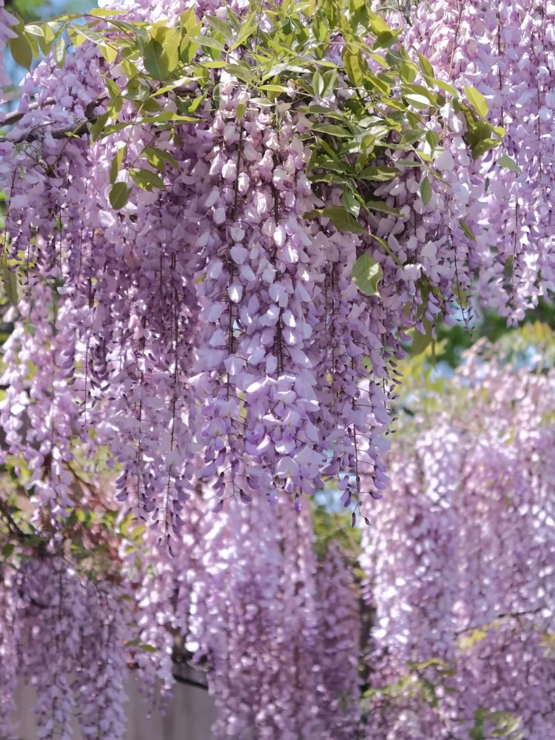 被烟台的紫色瀑布美到失语!本地人私藏