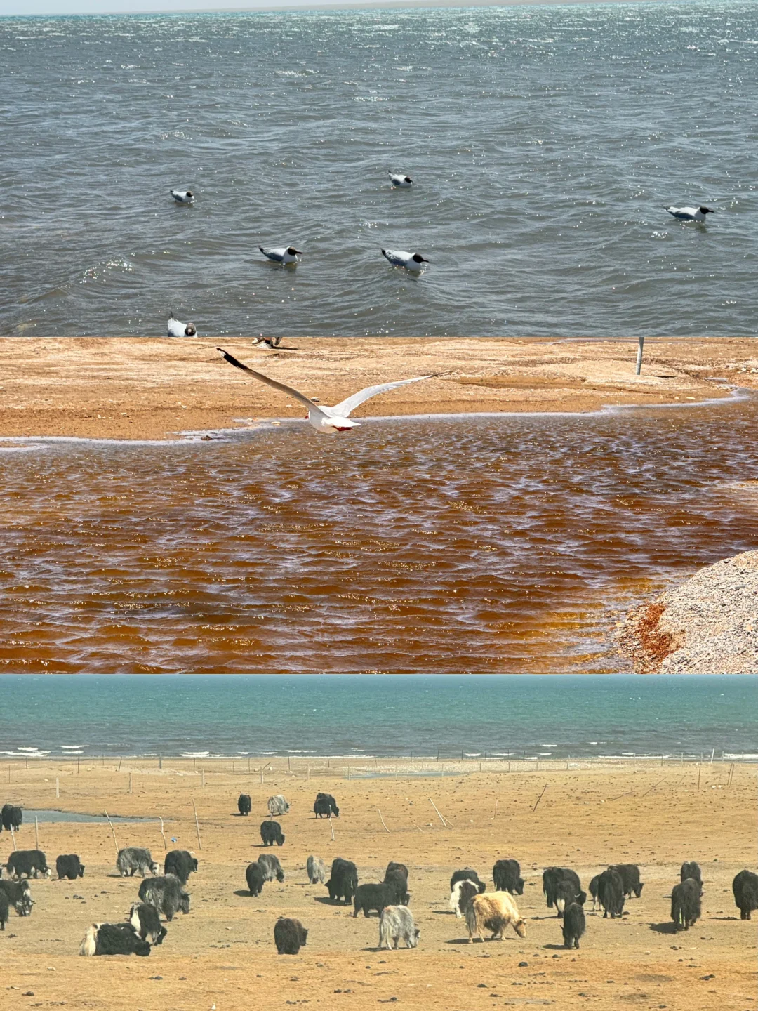 38元青海西宁一日游旅行团真实体验