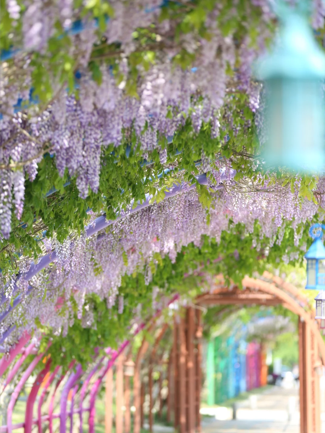 被烟台的紫色瀑布美到失语!本地人私藏