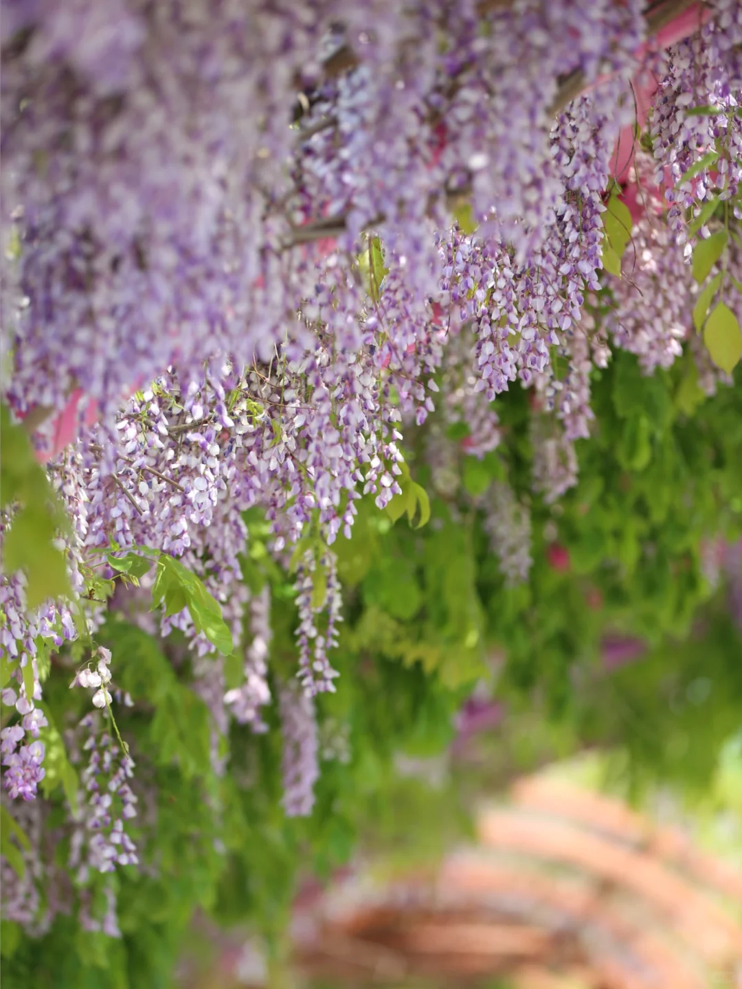 被烟台的紫色瀑布美到失语!本地人私藏