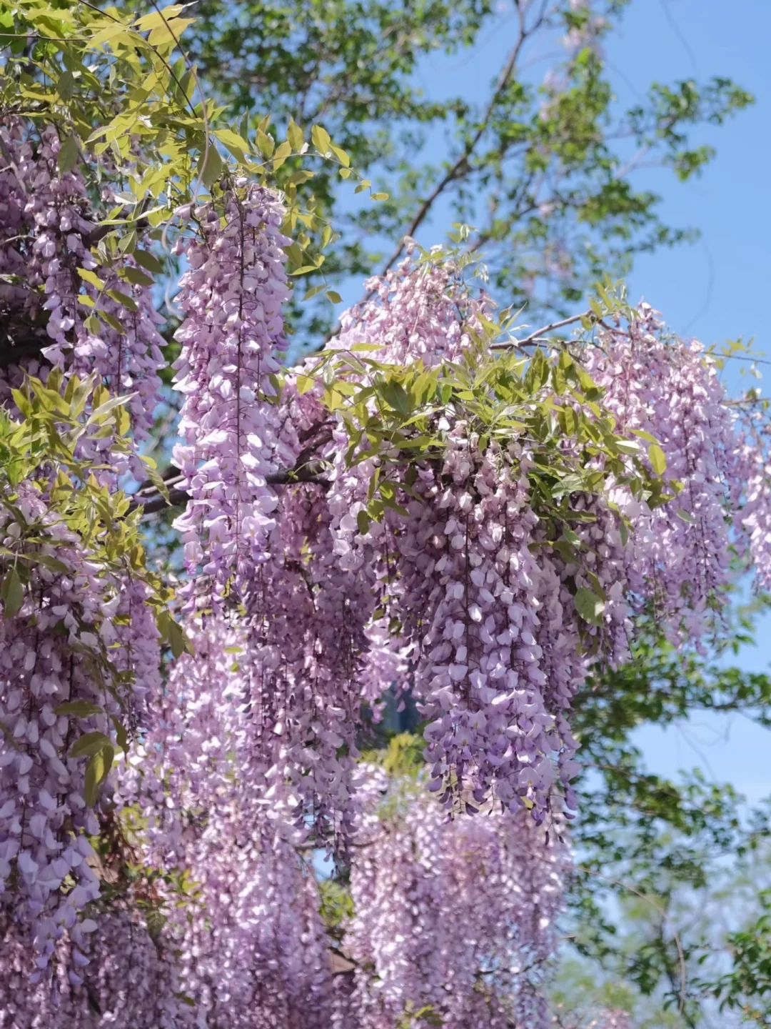 被烟台的紫色瀑布美到失语!本地人私藏