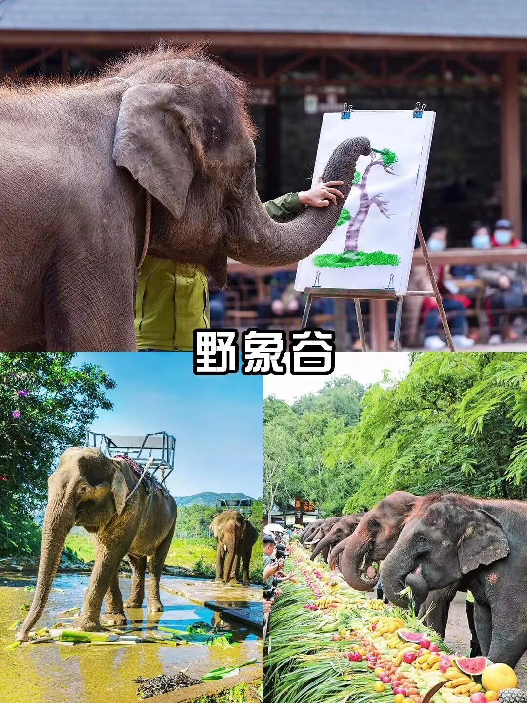 云南西双版纳的魔力有多大❗❗❗