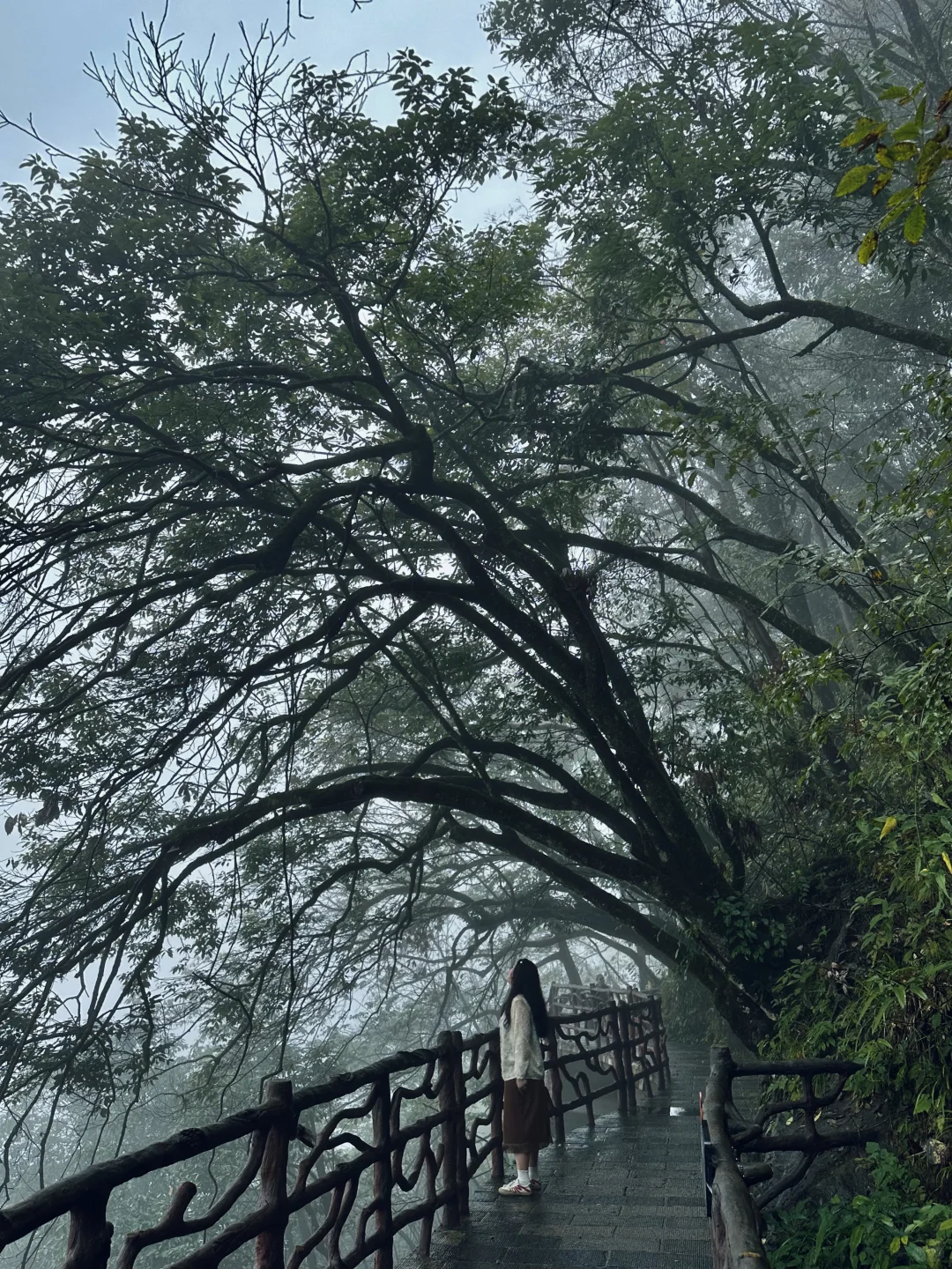 湖北22°c的森林秘境！像仙侠世界