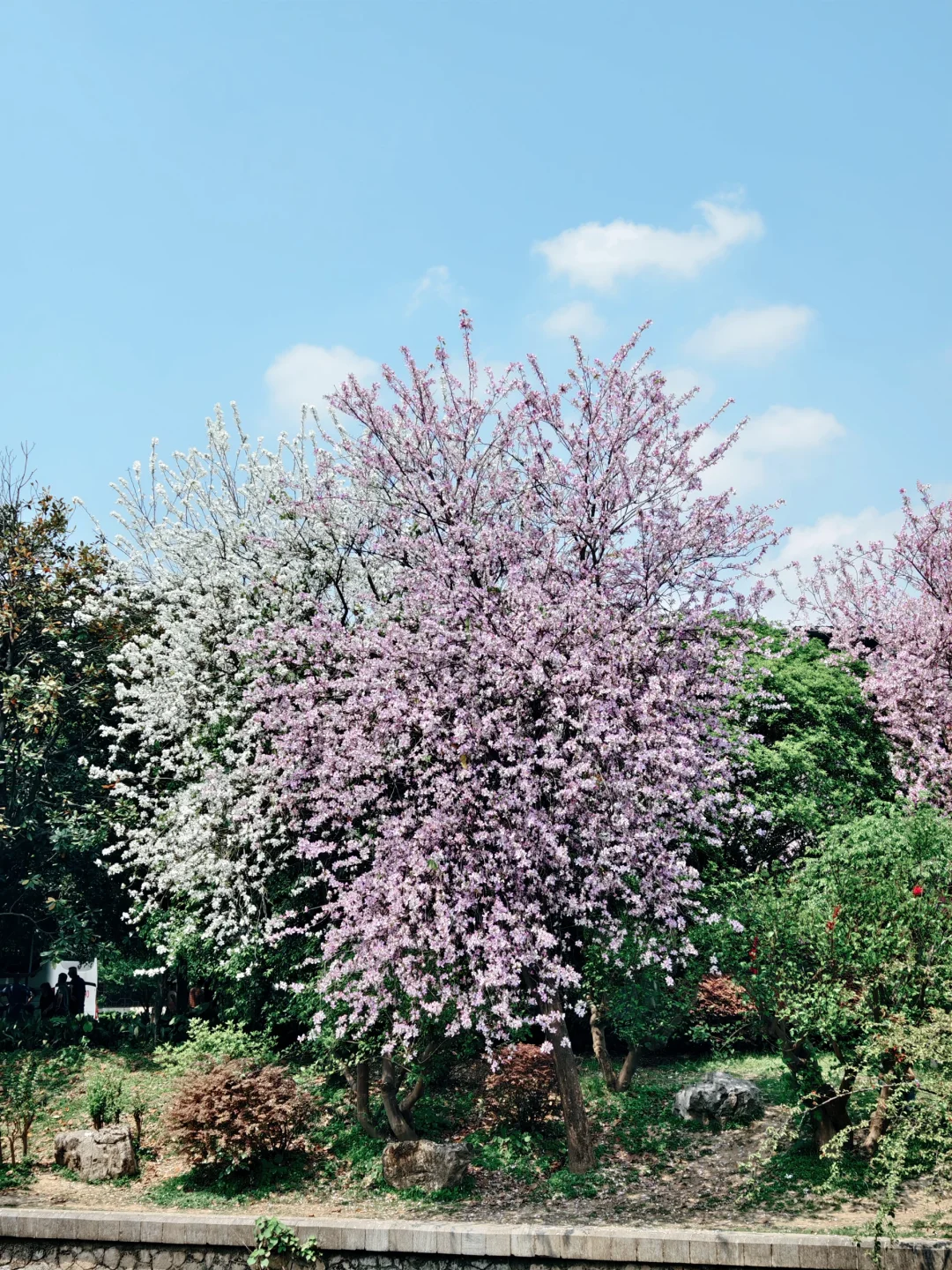 乍然春风起，吹落花满地