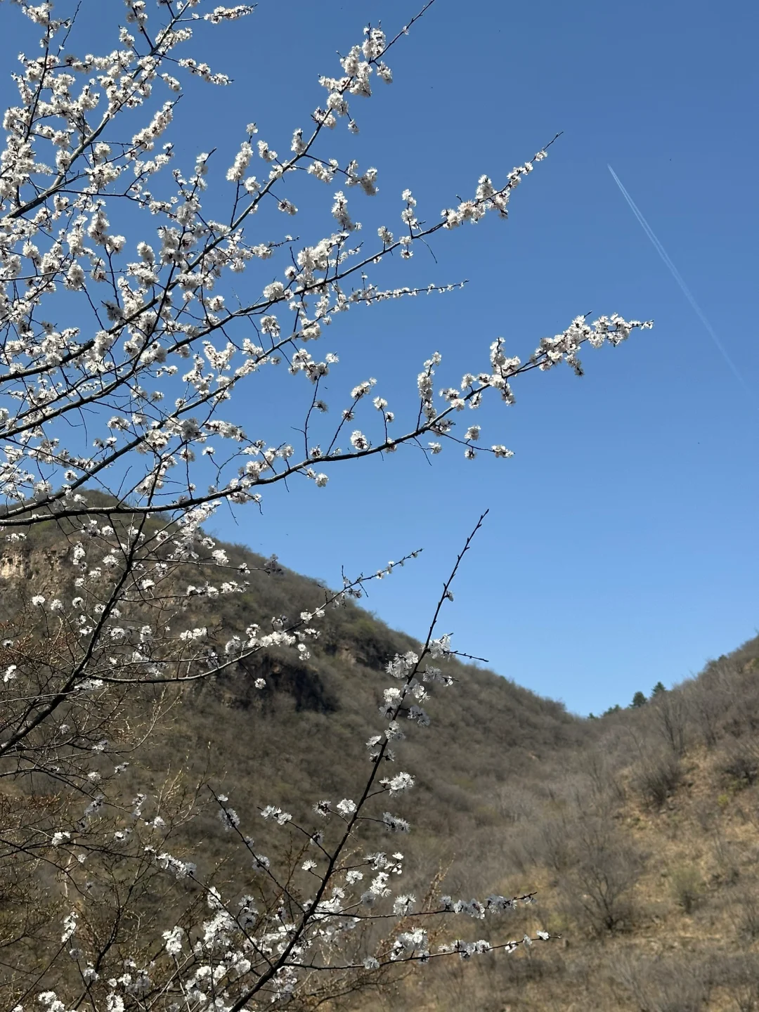 真不是桂林，是石家庄！🌳