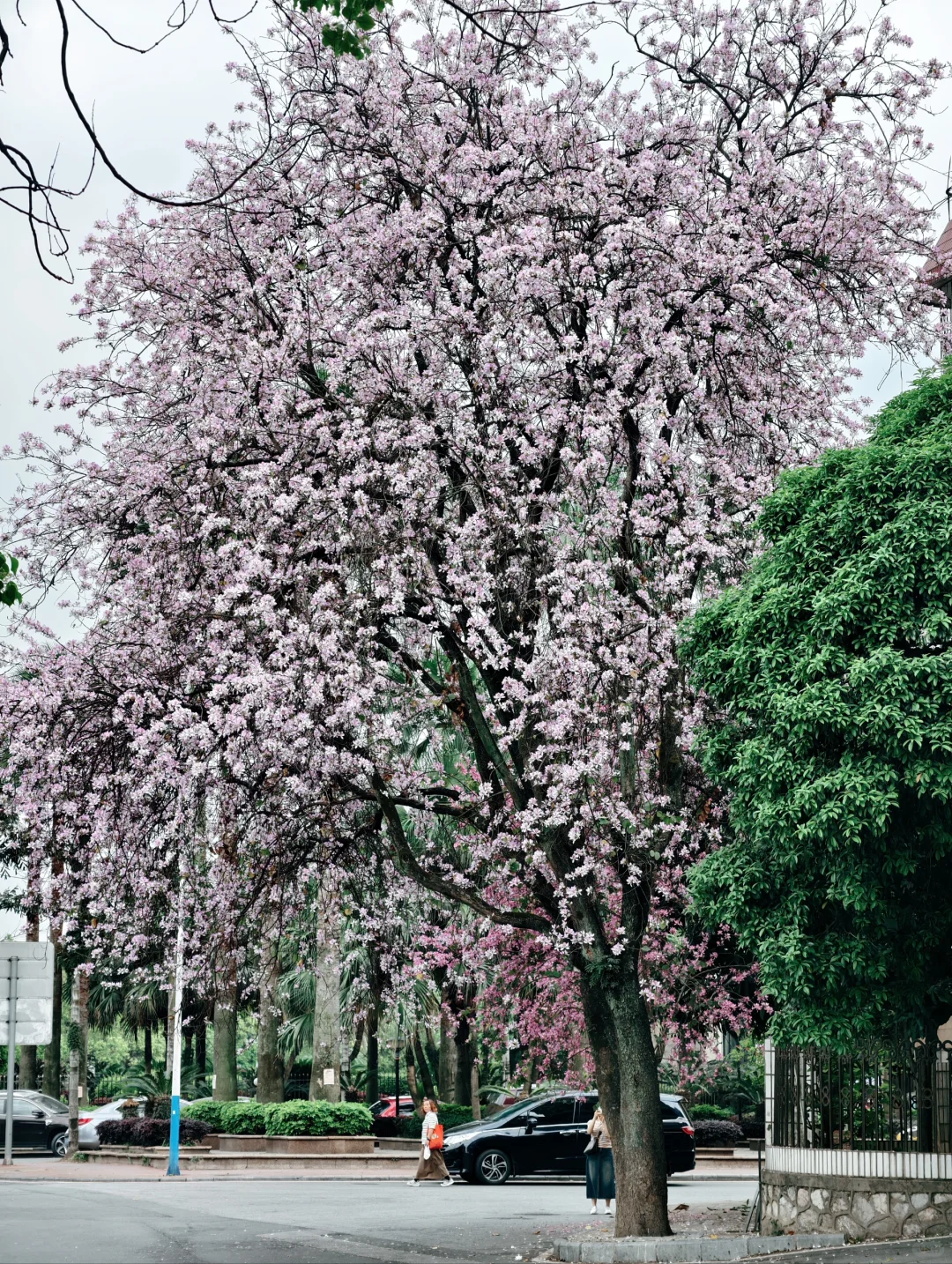 乍然春风起，吹落花满地