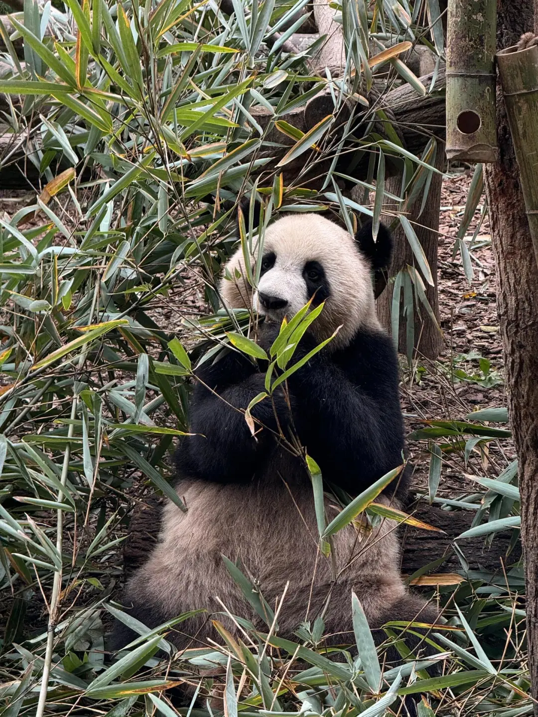 成都景点武力值鄙视链！！chao详细