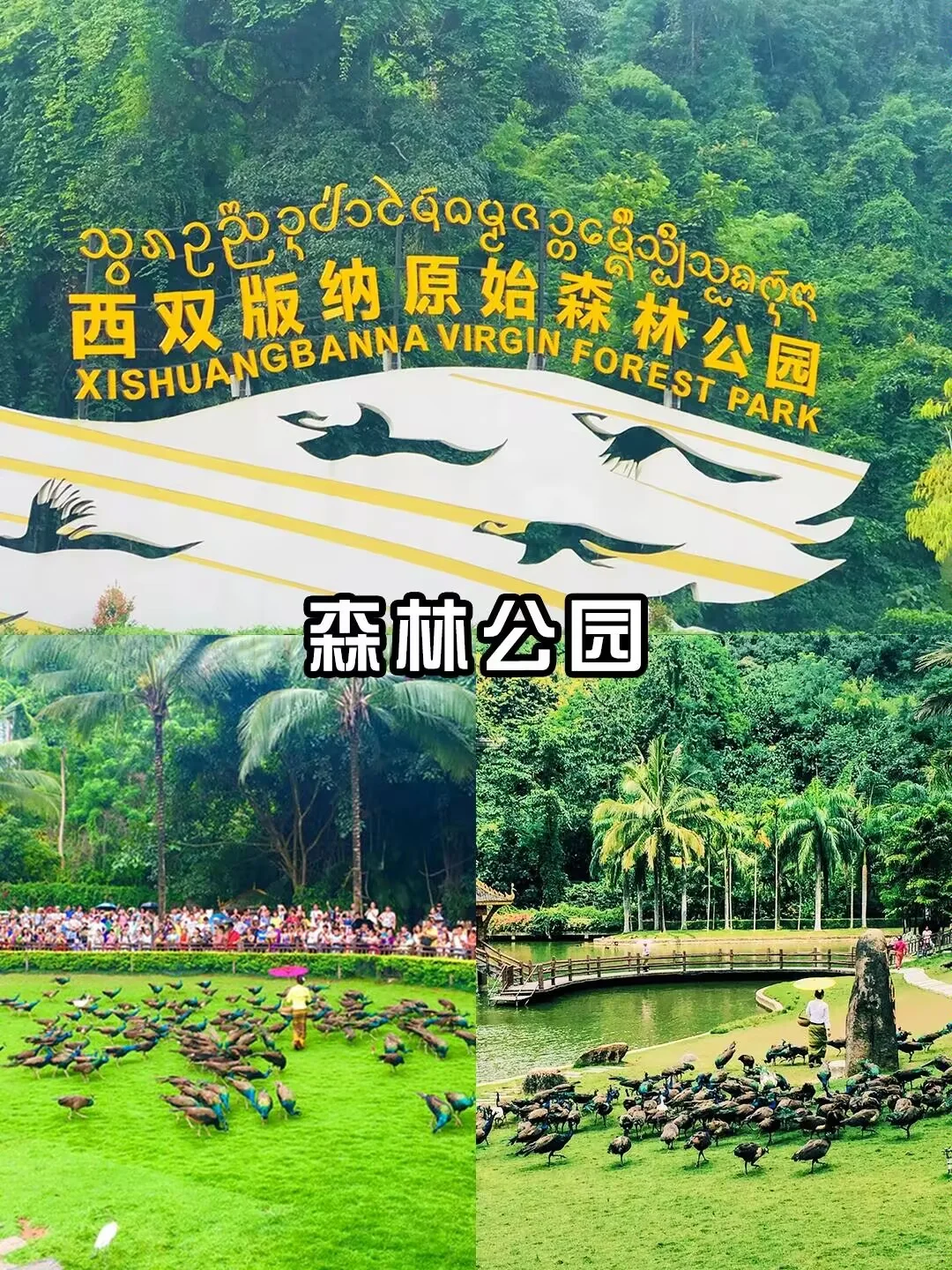 云南西双版纳的魔力有多大❗❗❗
