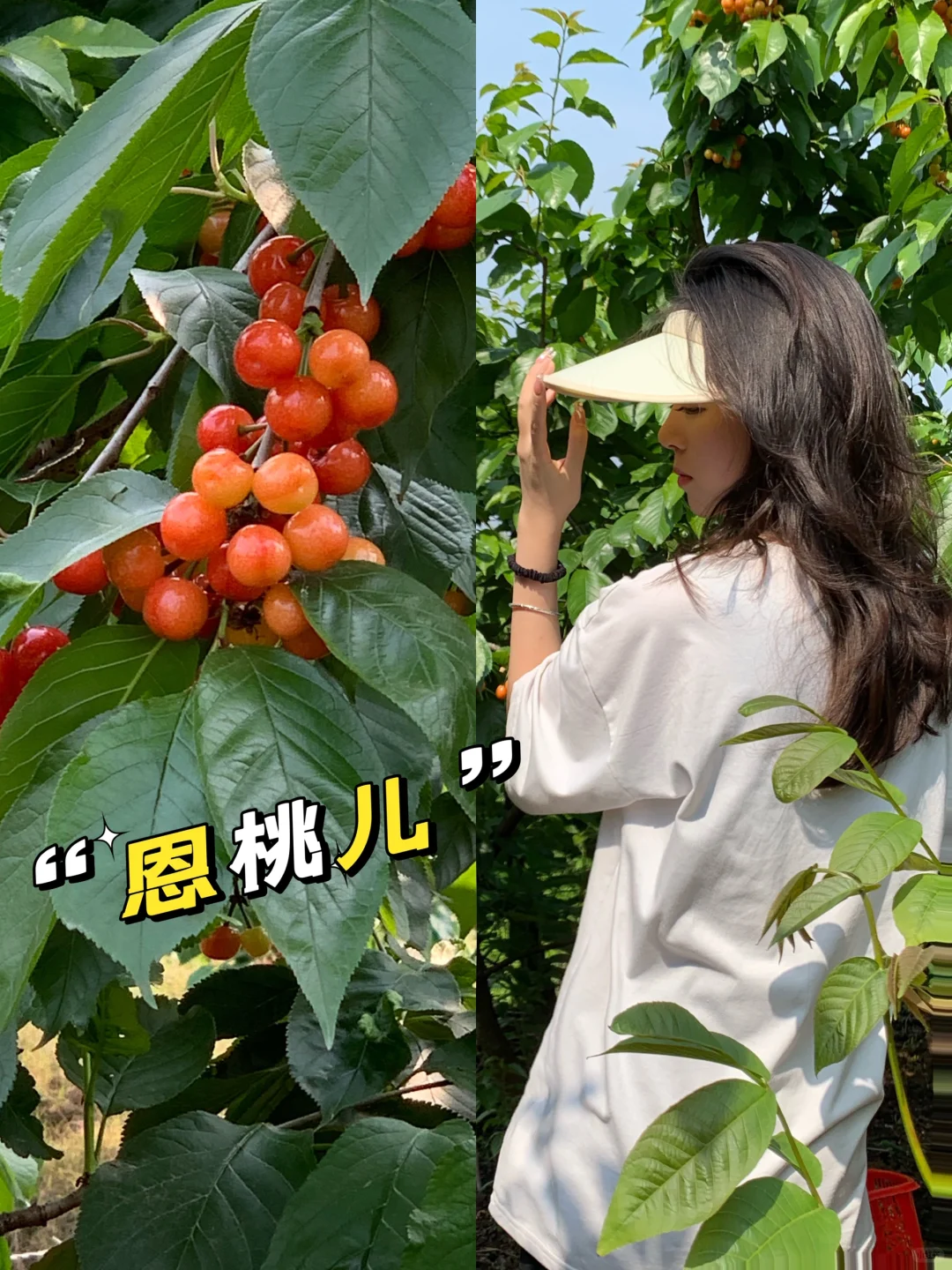 成都周边8大摘樱桃基地 实现樱桃自由