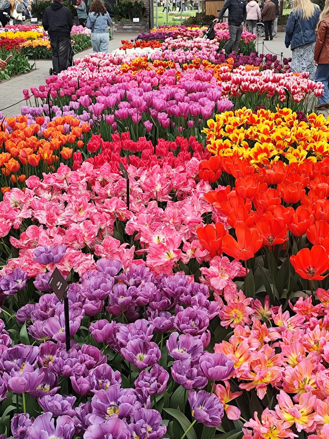 🇳🇱库肯霍夫看花官网没票另辟蹊径指北