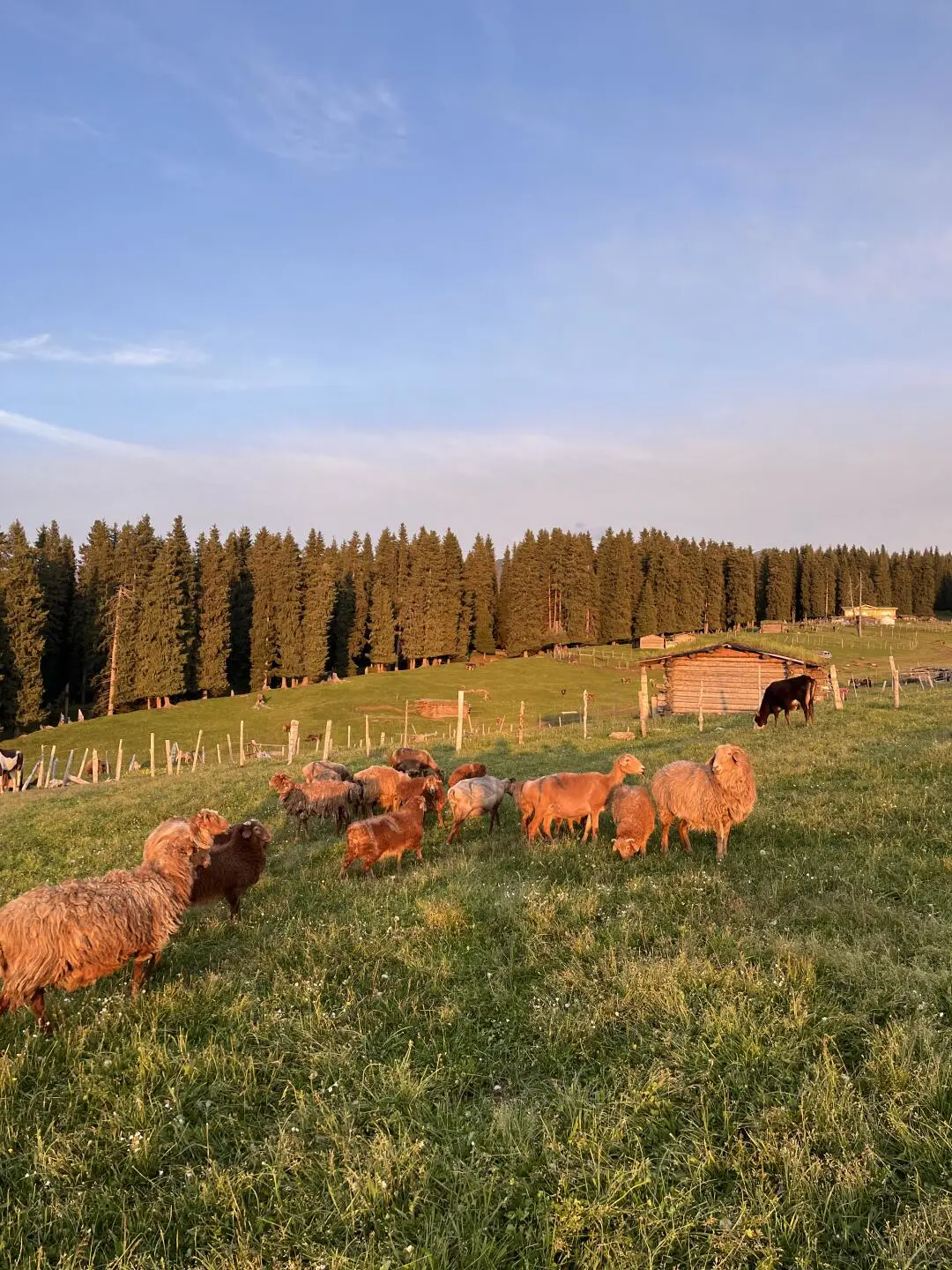 五一新疆景点怎么选 这些草原已经绿了
