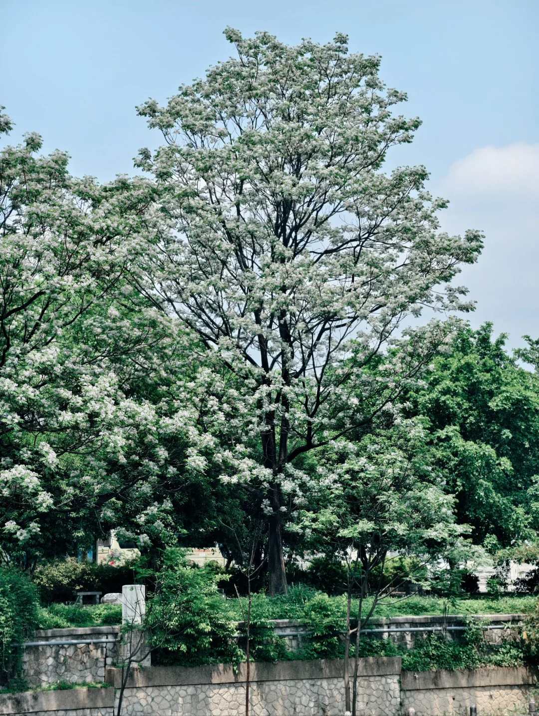 乍然春风起，吹落花满地
