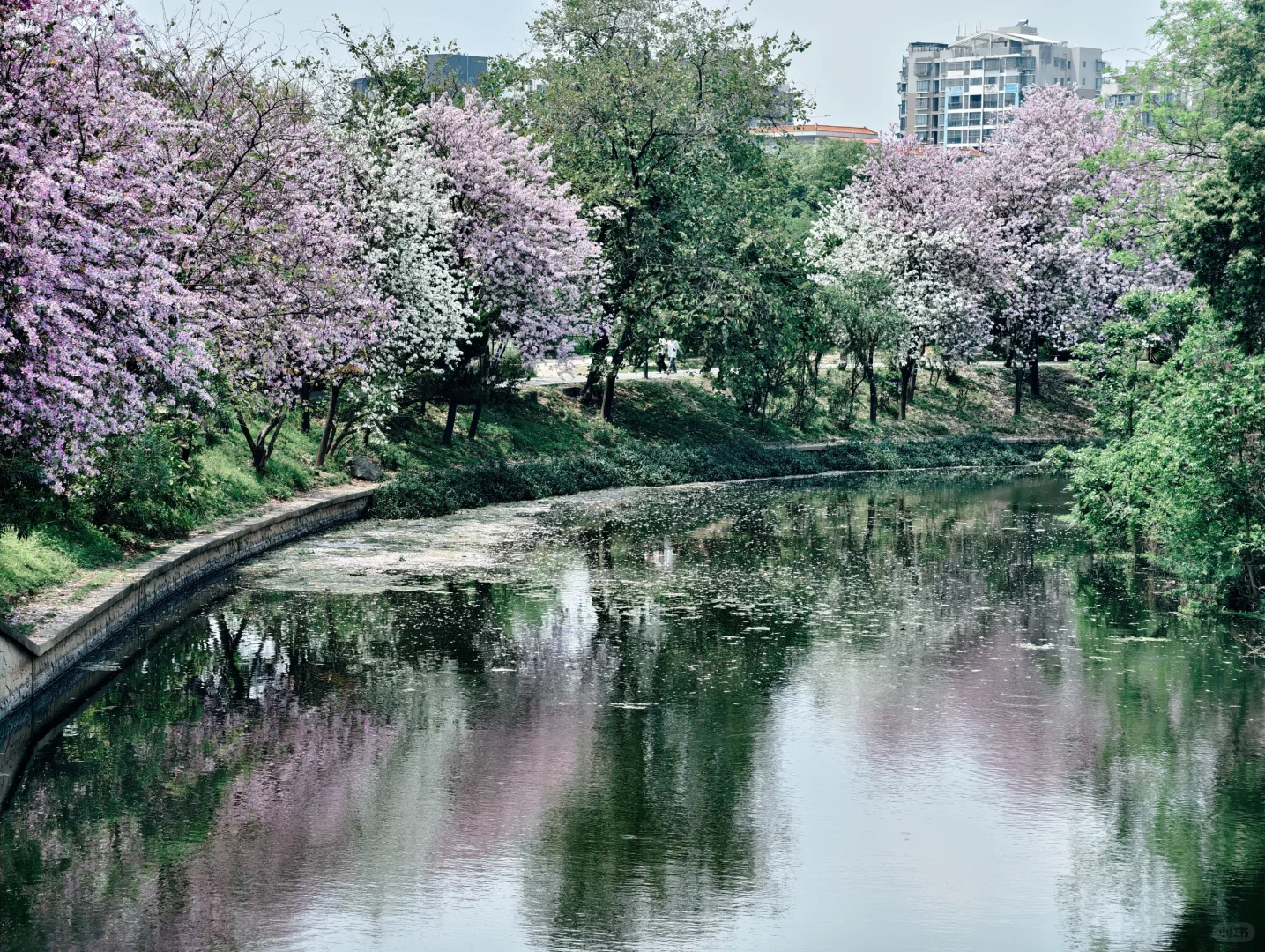 乍然春风起，吹落花满地